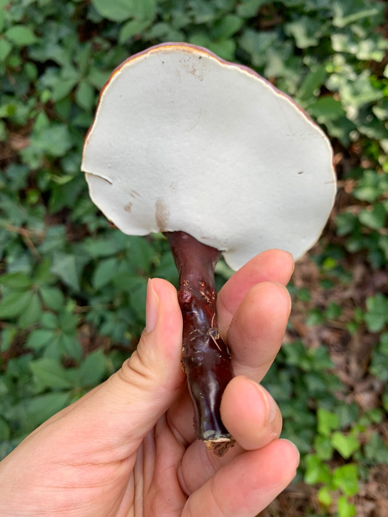 各种各样的野生灵芝 我之前在东北部,夏天经常在周围的树林里看到生长