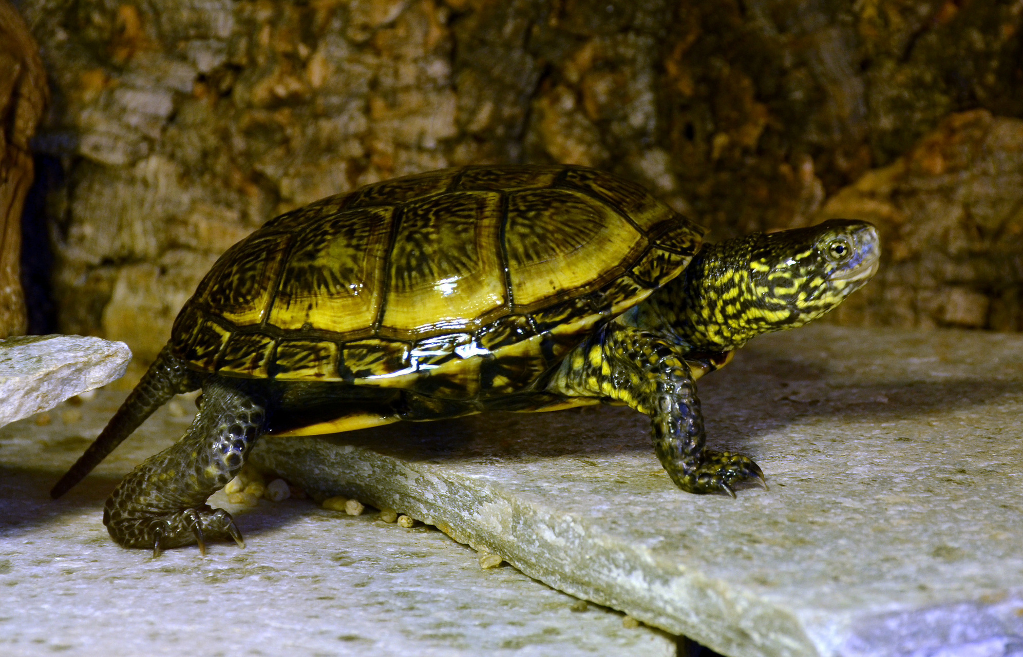 欧洲泽龟是欧洲分布最广的龟,该品种相对冷门.