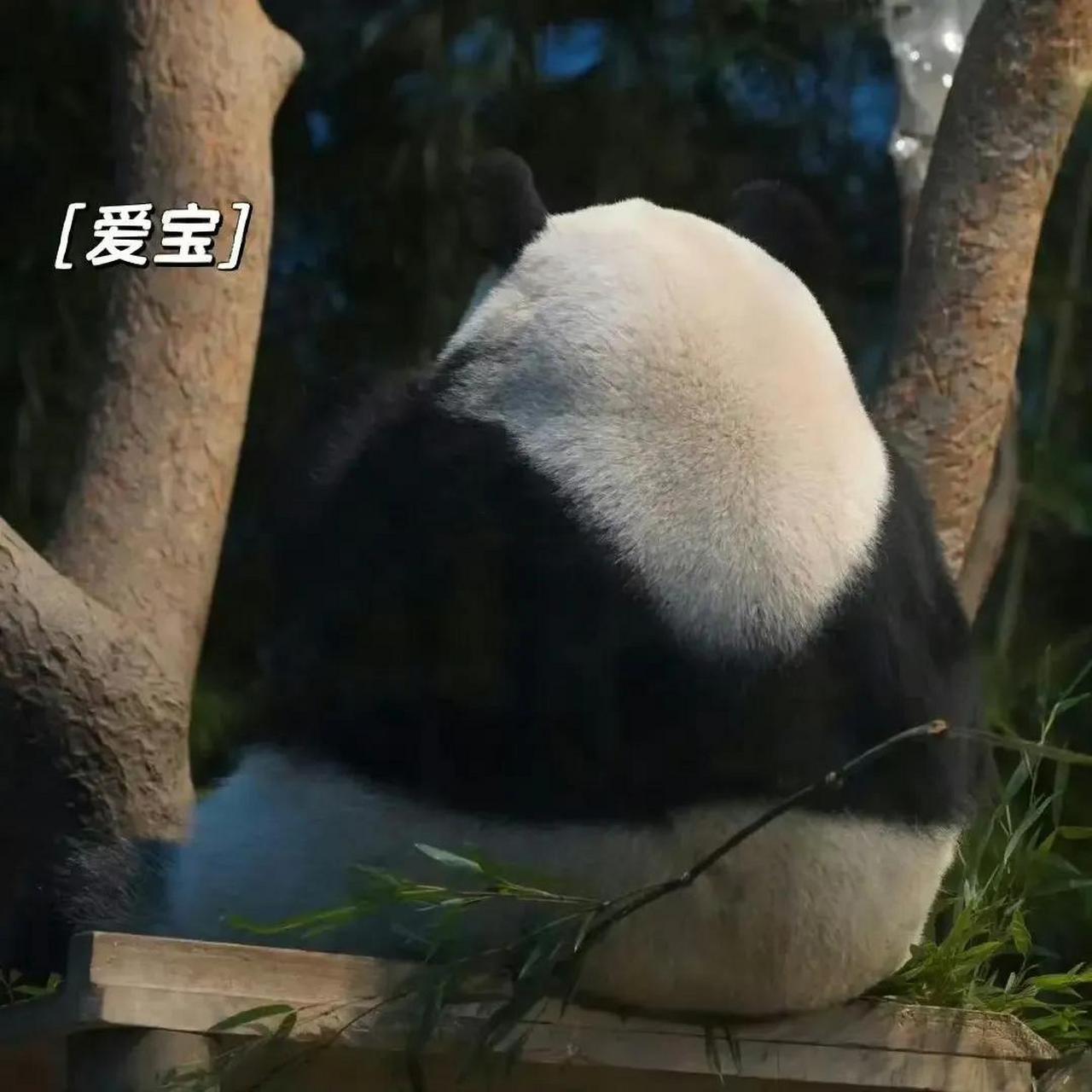 爱宝真的很爱乐宝,生孩子还记得留一半乐宝的特征.