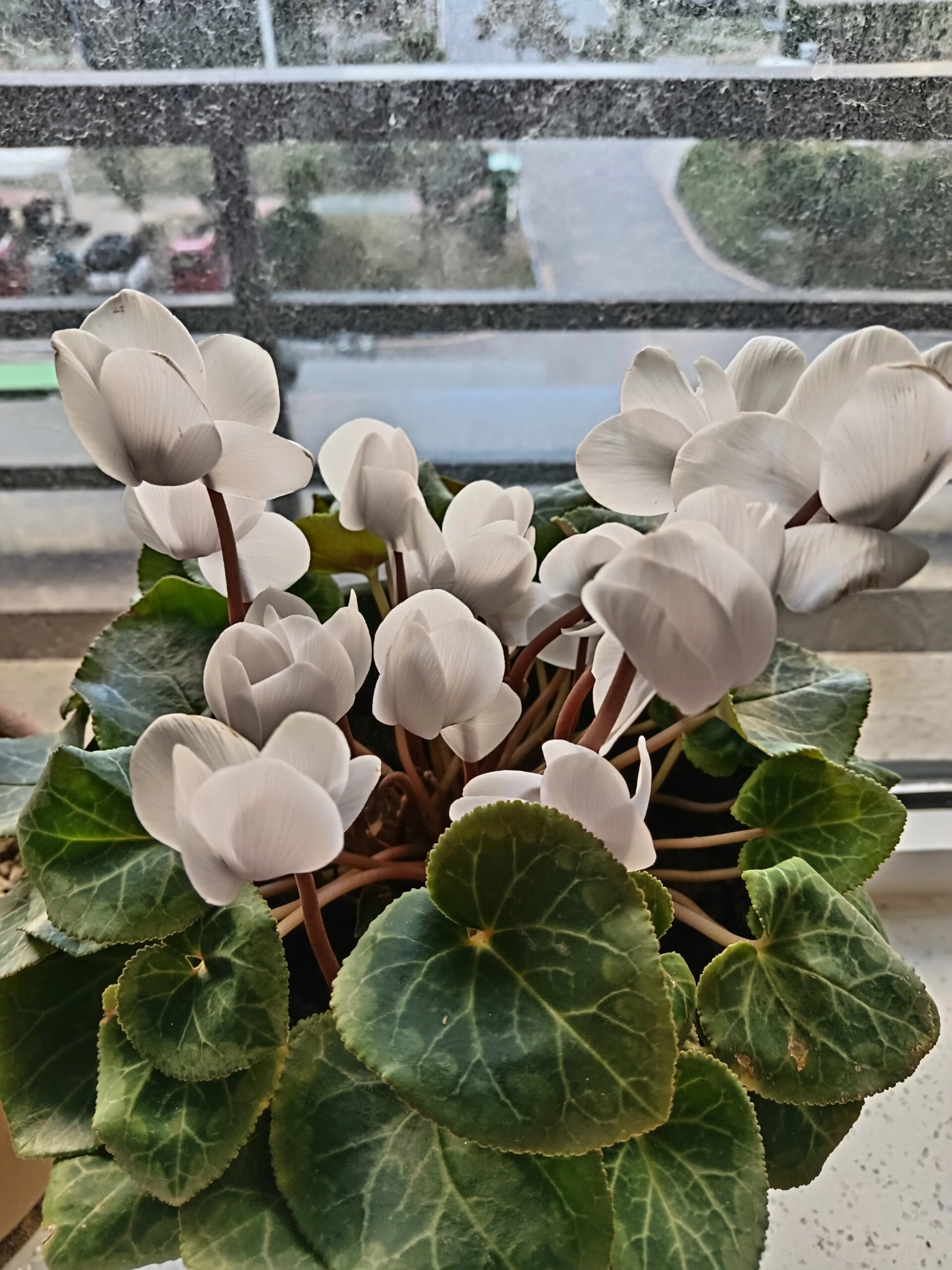 白色仙客来也太好看了