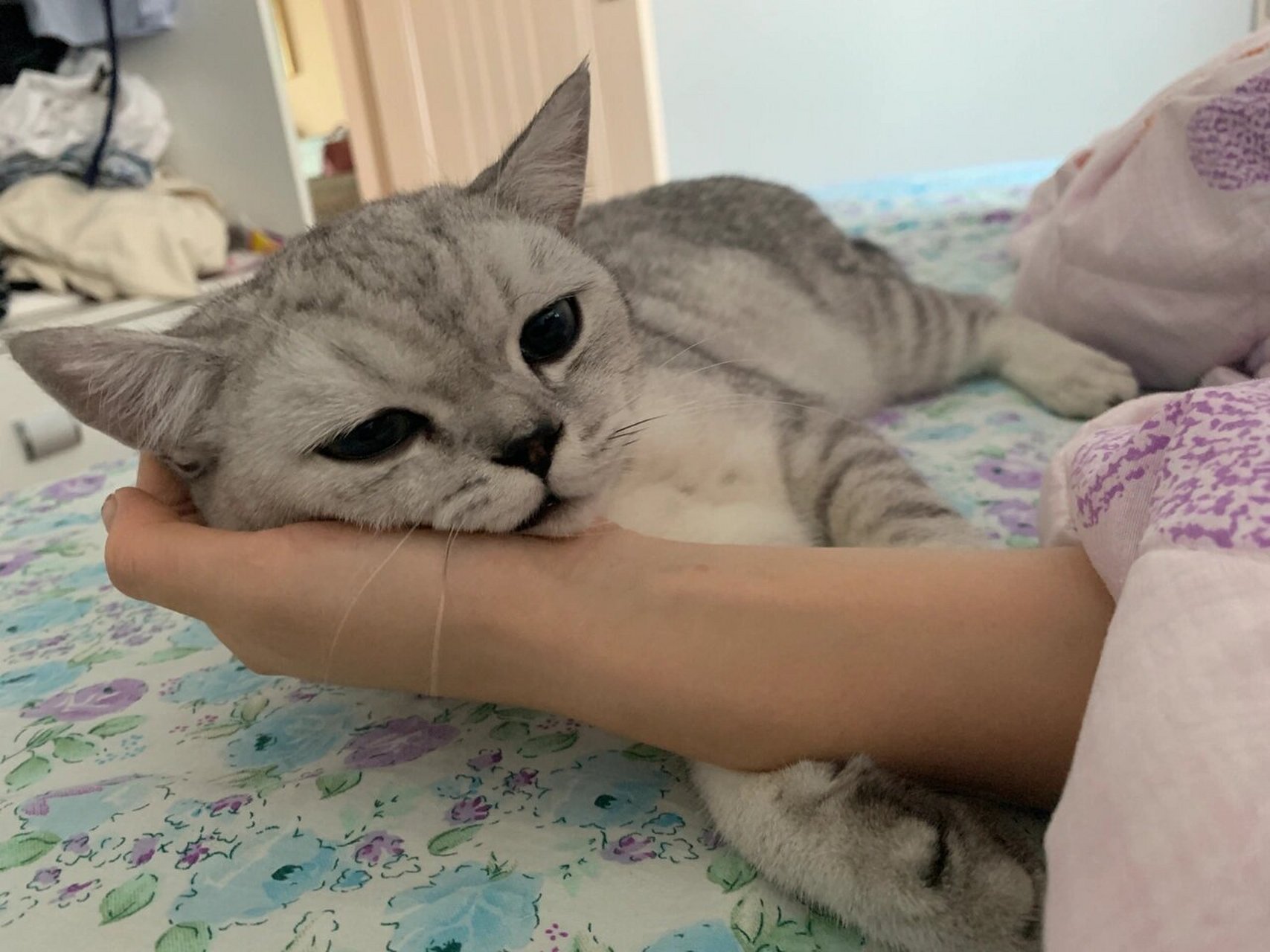 八个月鱼骨纹银渐层93 刚回来颜色还没这么深 后来发现他越长大颜色