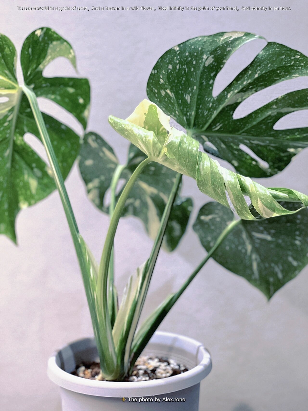 洒金龟背竹|m. thai constellation 洒金因其价格门槛低,叶厚不易焦叶