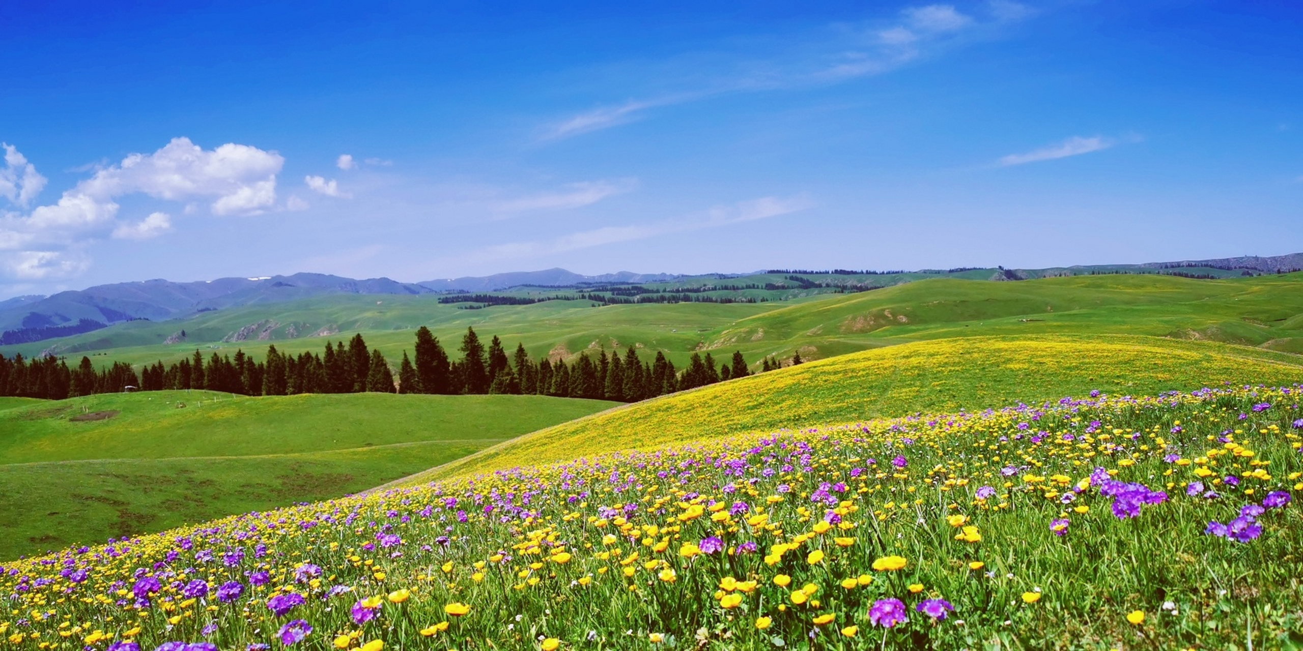 新疆神仙草原阿克塔斯,漫山遍野全是花 是今年5月下旬去的新疆,阿克