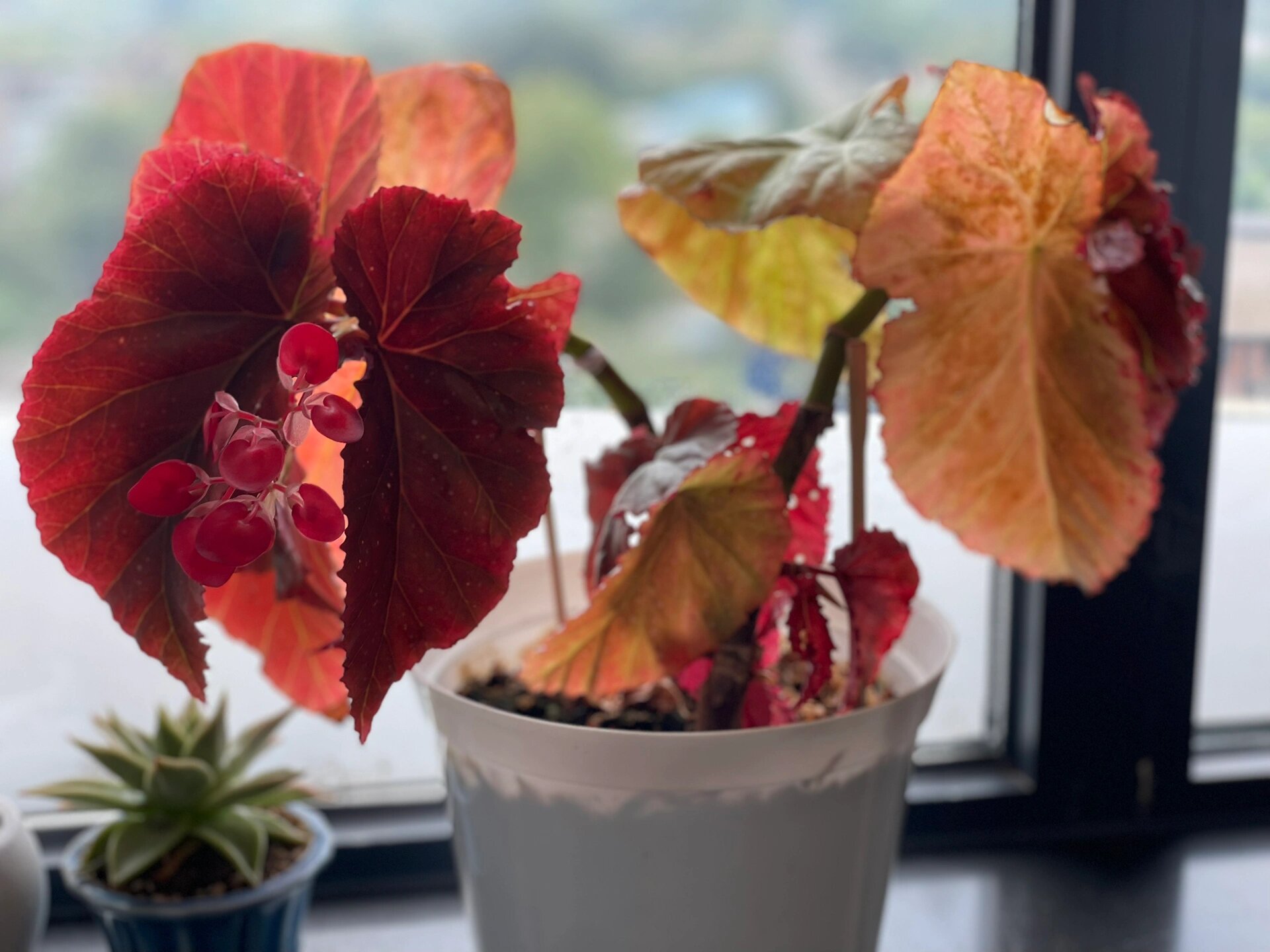 竹节海棠——默默浇灌,静待花开 春节时休假二十多天,原本泡在花瓶里