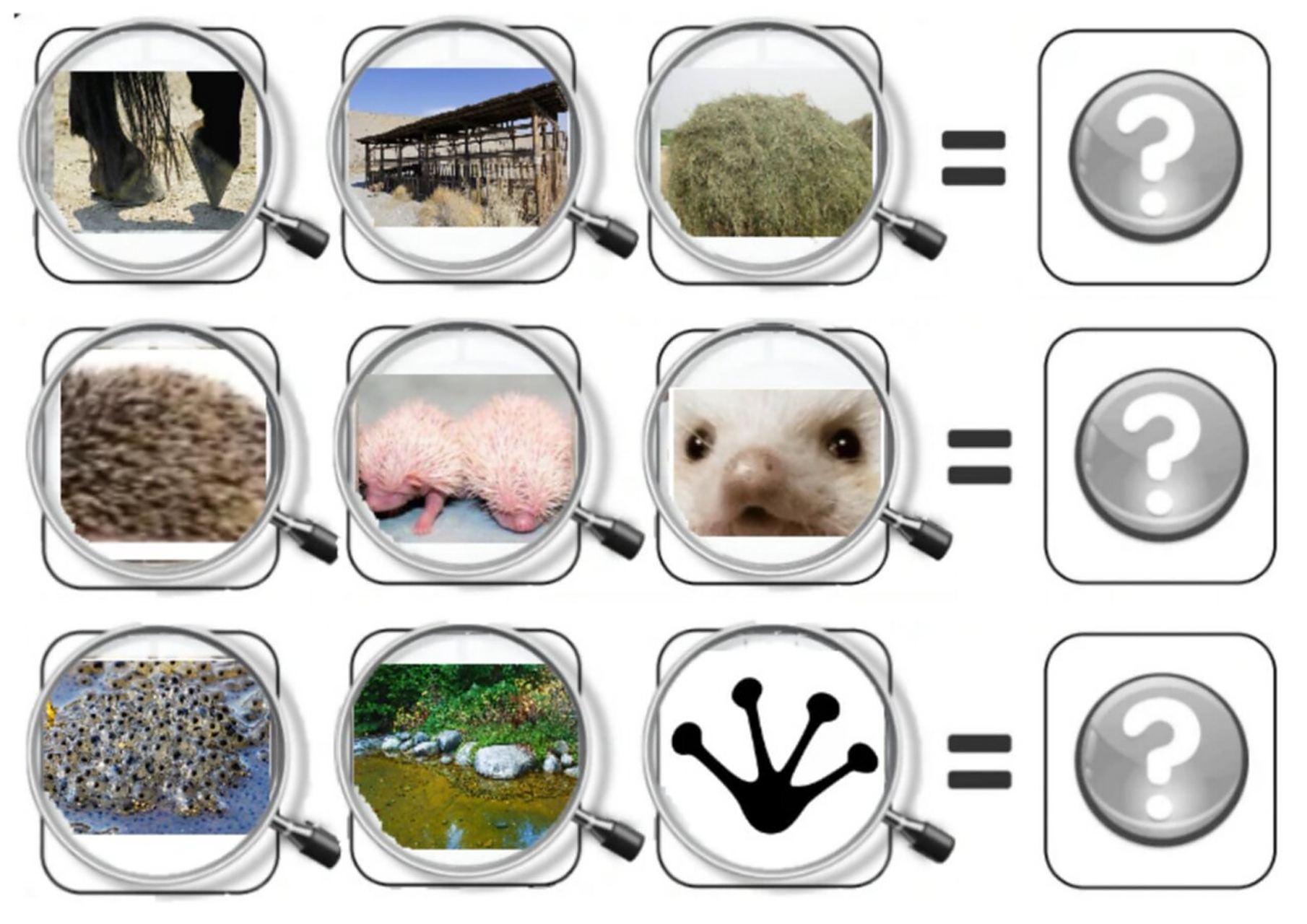 幼儿通过观察前面三个放大镜中的动物局部图,猜测哪个动物是符合三个