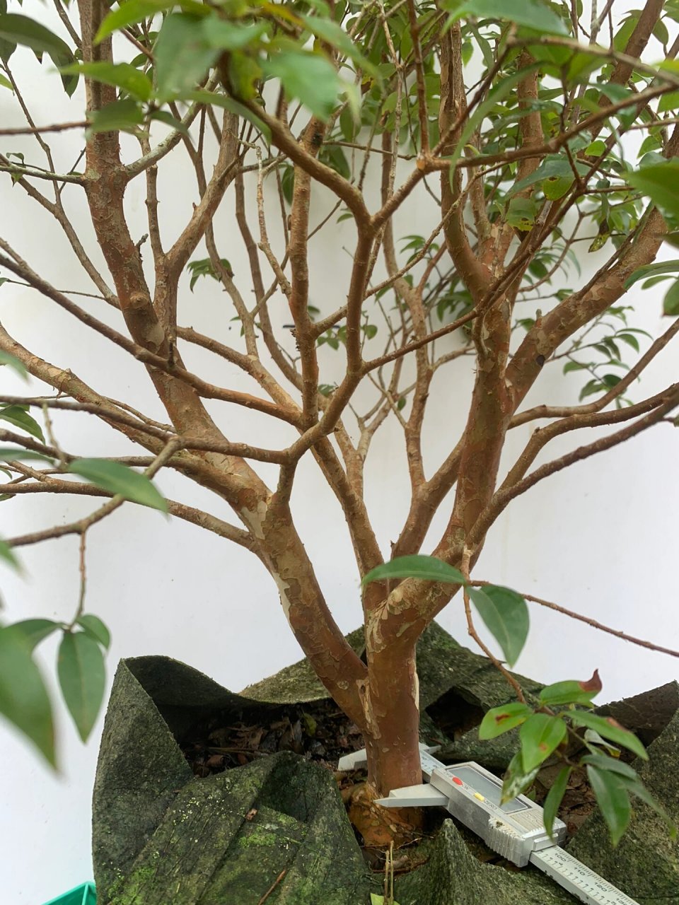 新新一批的带花沙巴嘉宝果树来了哦     矮矮矮的非常适合阳台种植