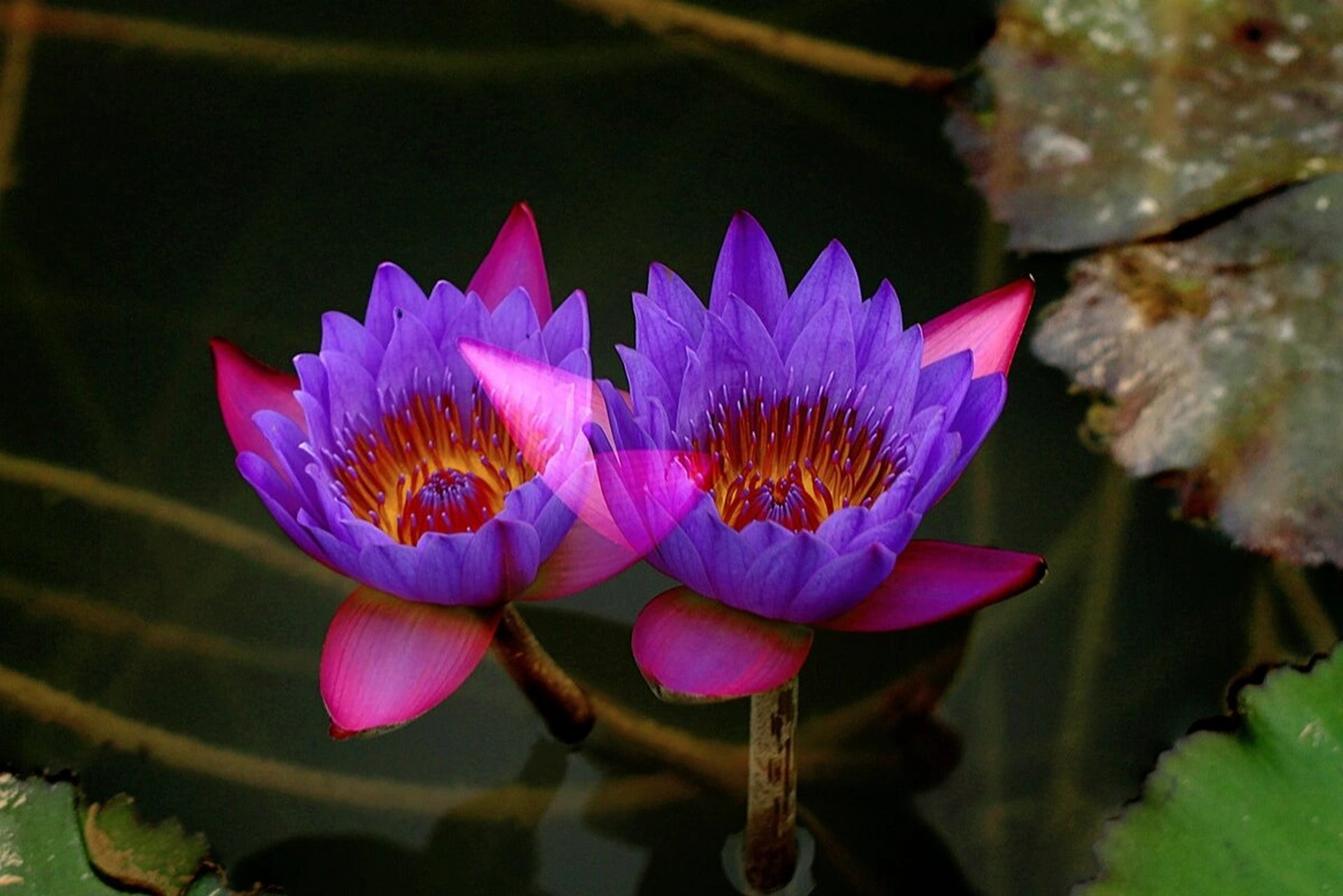 延药睡莲花期图片