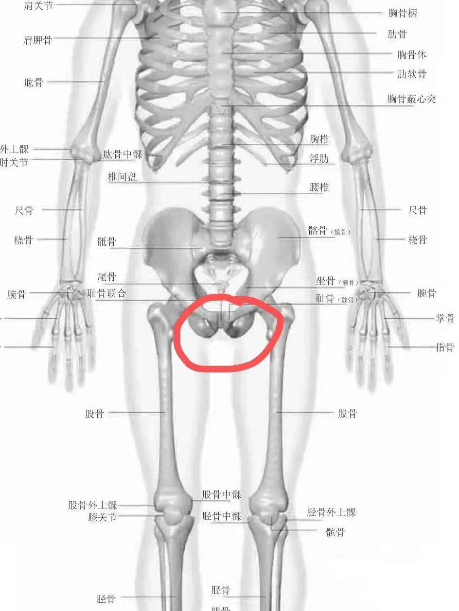 耻骨正常图片