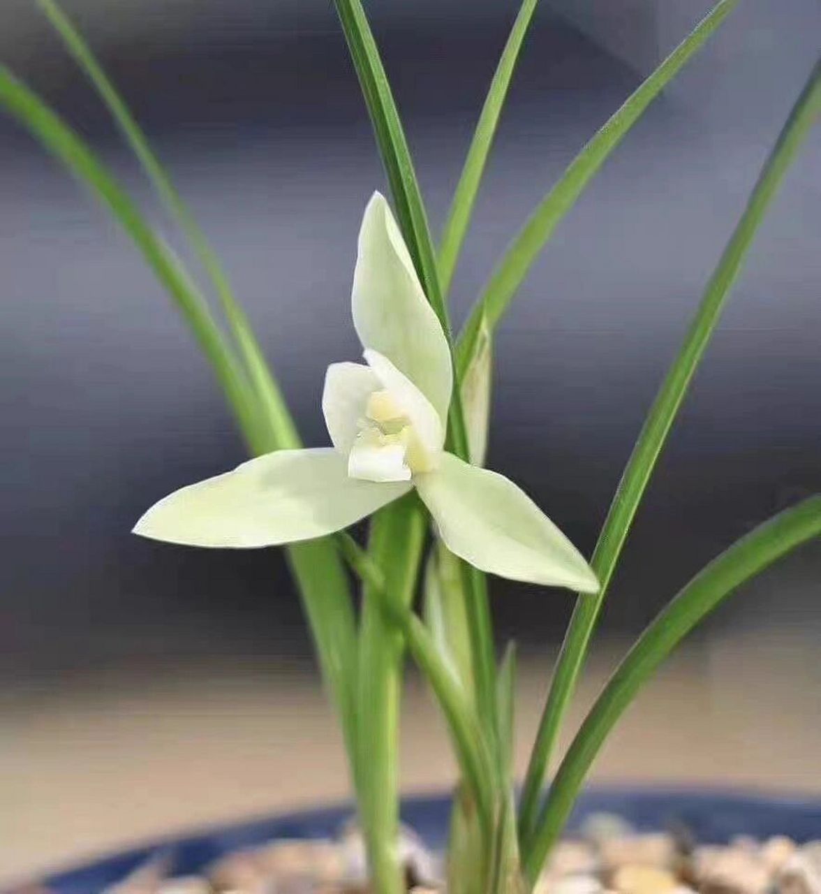 春兰阿里山素(白色素花) 阿里山素,又名白雪冰心,春兰中的素花,是中国