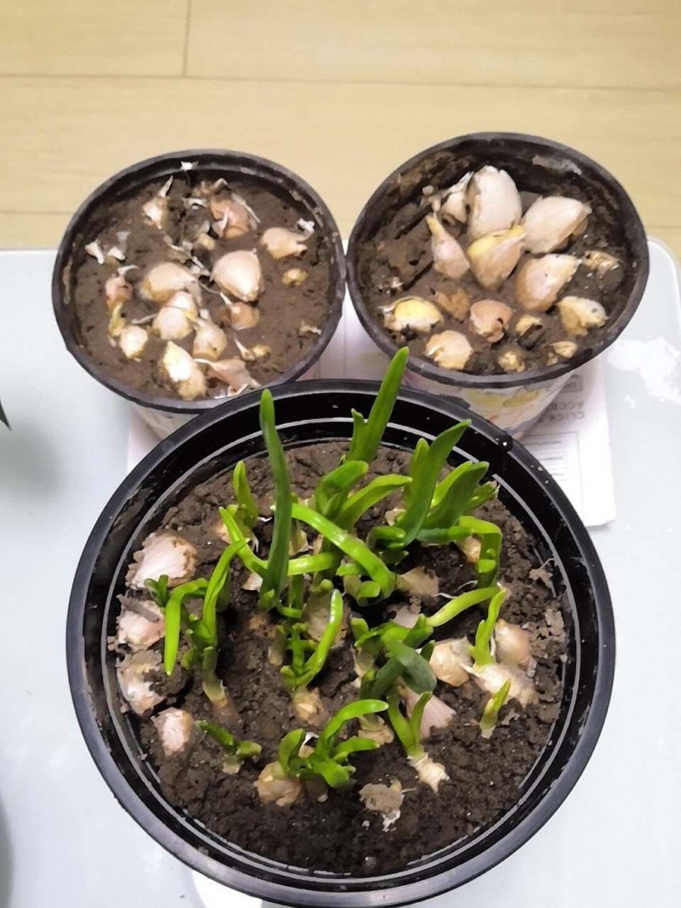 蒜苗成长记 水培蒜苗vs土栽蒜苗,看那个长的更茂盛,水培完胜7015