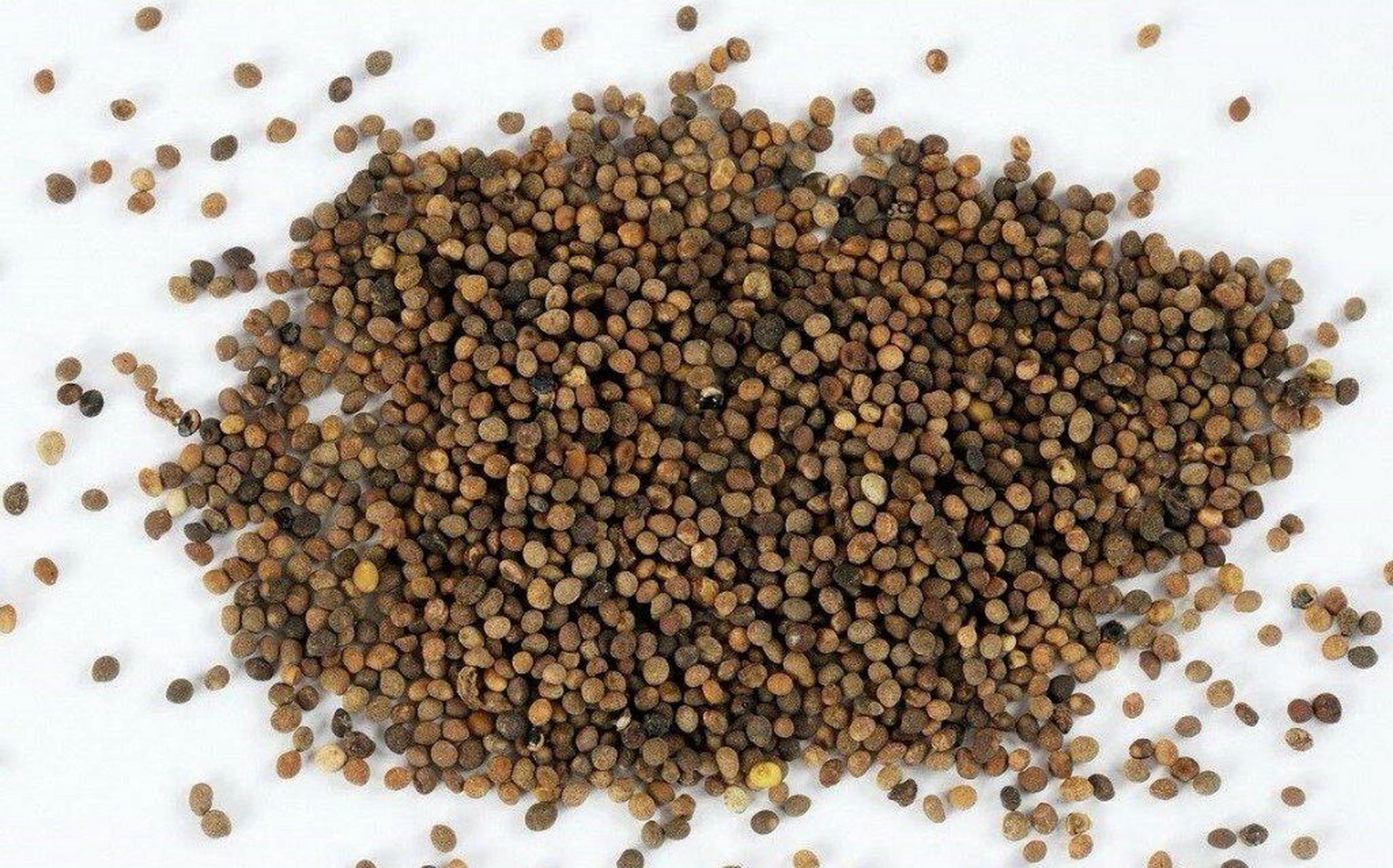 无新鲜菟丝子可用酒侵外涂.