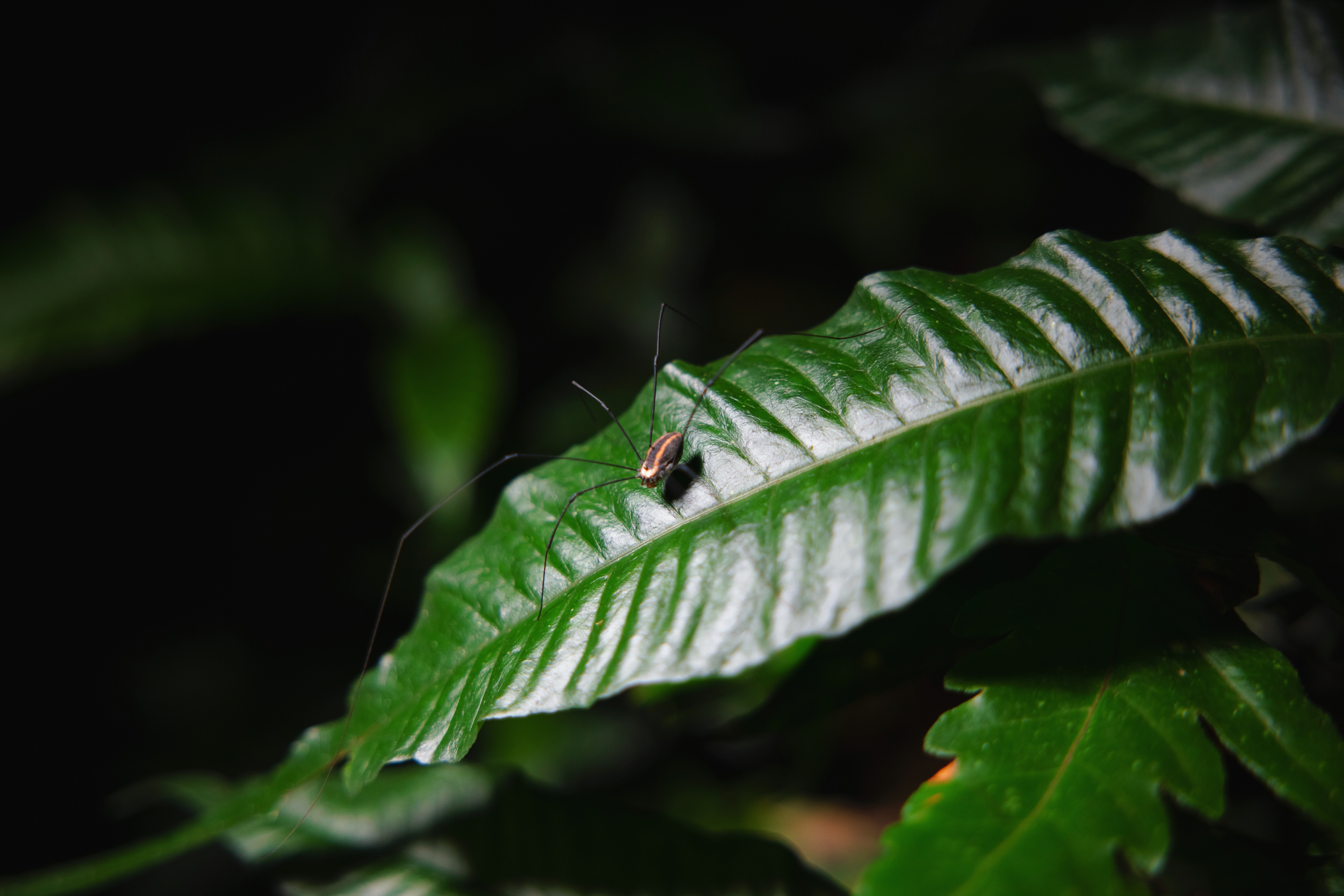 前行日记# 四十年前,蔡希陶教授等科研先驱的开拓精