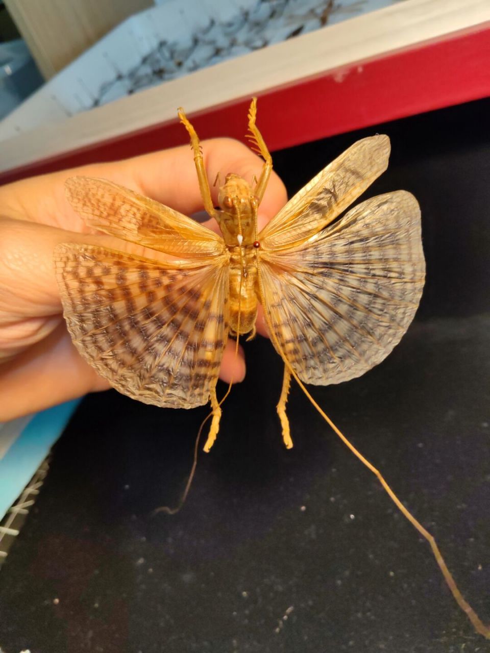 奇妙生物圈# #昆虫# #我在小红书做科研# #标本里的奇遇# #标本