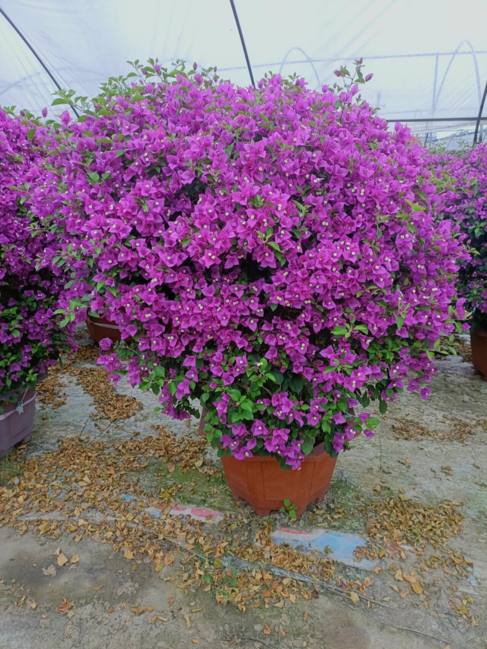 小叶紫三角梅球正是花季真正的"姹紫"美花 三角梅春季开花