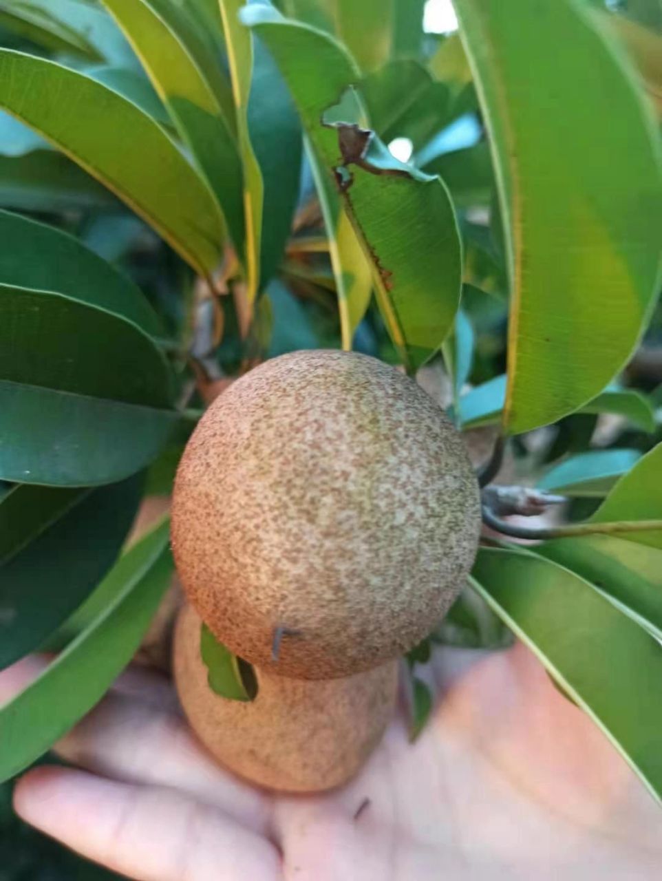 海南最好吃的人心果 促消化,润肺止咳,补钙 人心果是一种热带常绿乔木