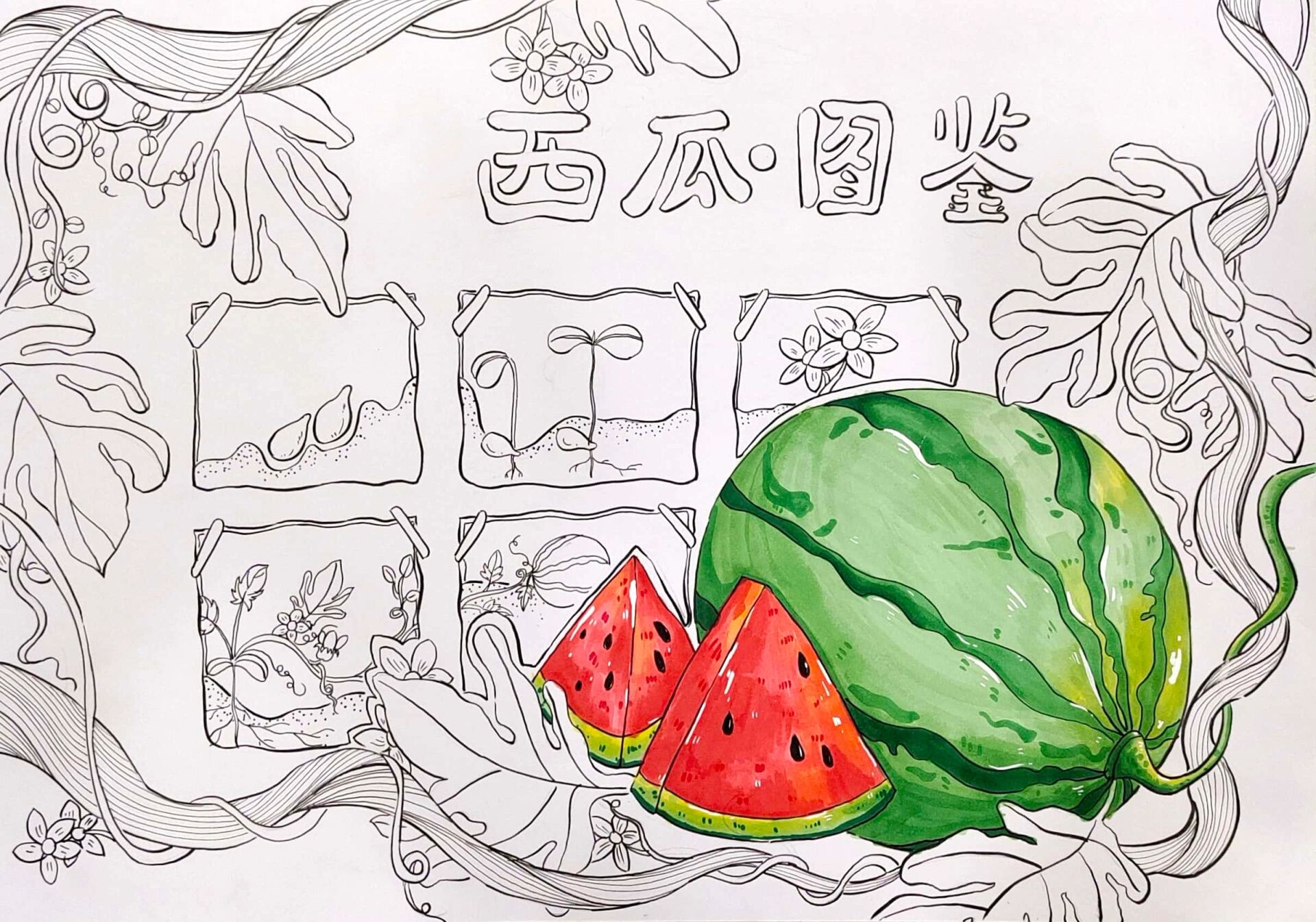 植物生长日记-西瓜 自然笔记-西瓜91 原创不易,临摹请艾特我,92