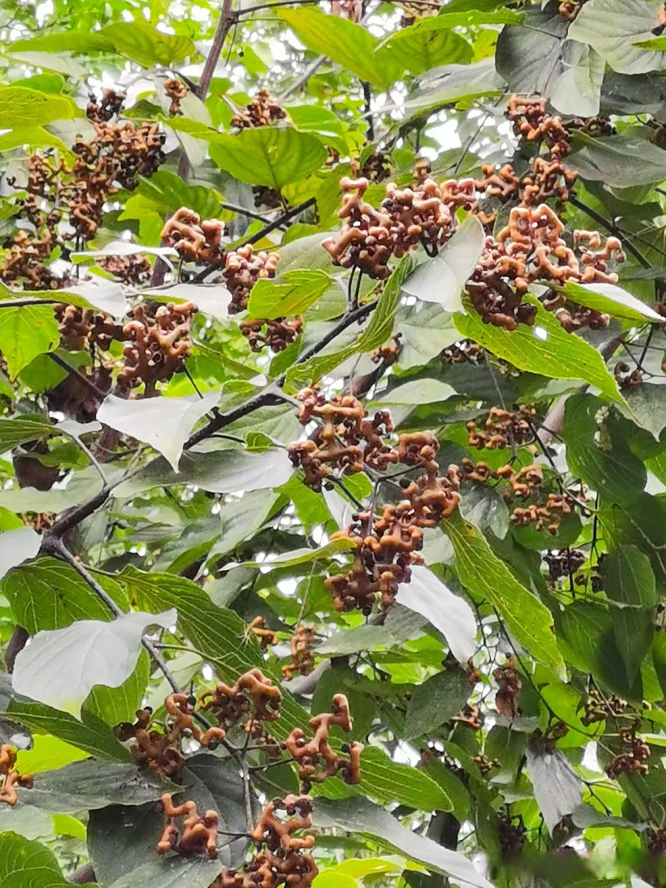 这个长的弯曲曲折的水果叫拐枣,名字也太形象了吧!