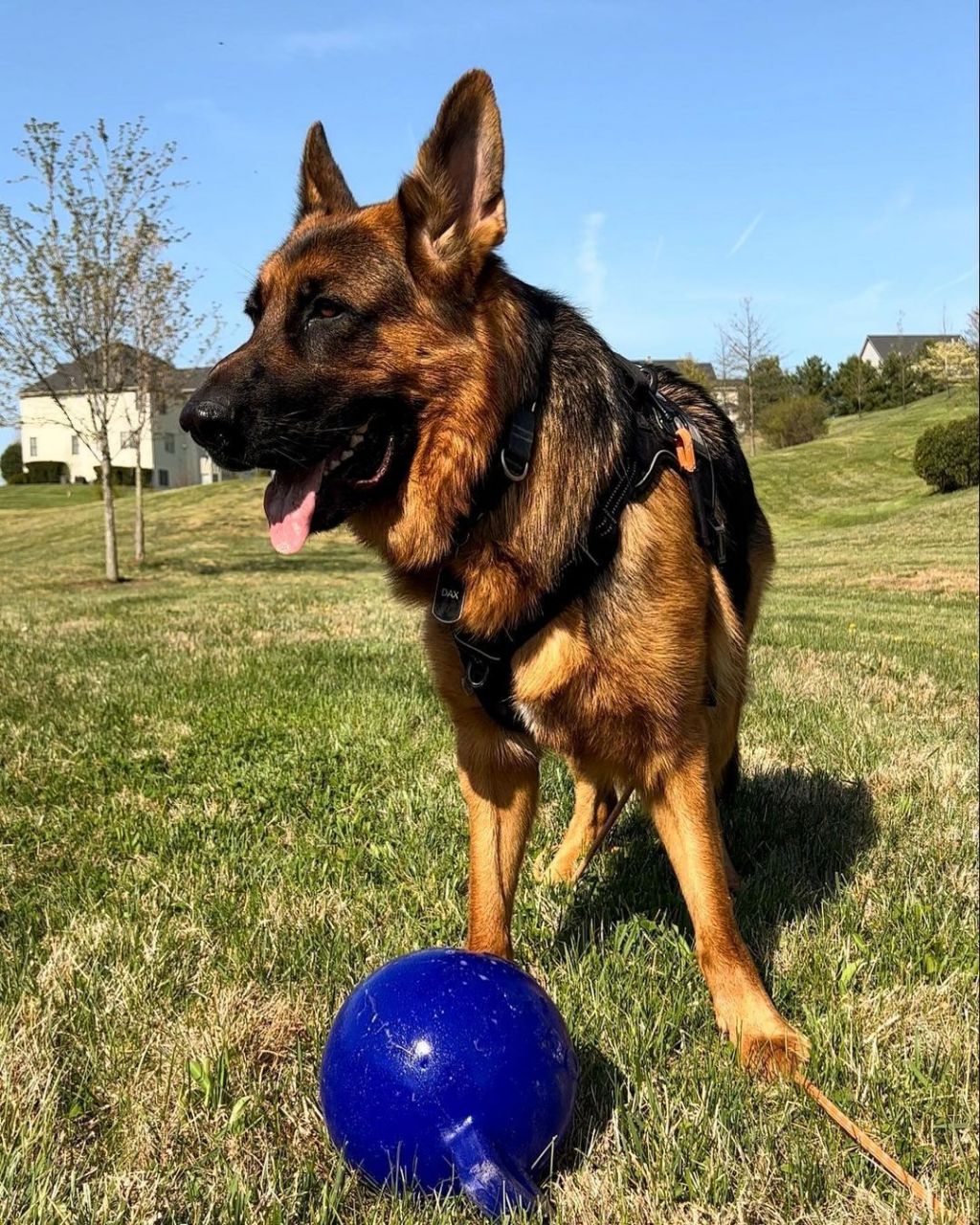 品种特点,训练技巧和饲养指南 本基地常年出售赛系德国牧羊犬幼犬