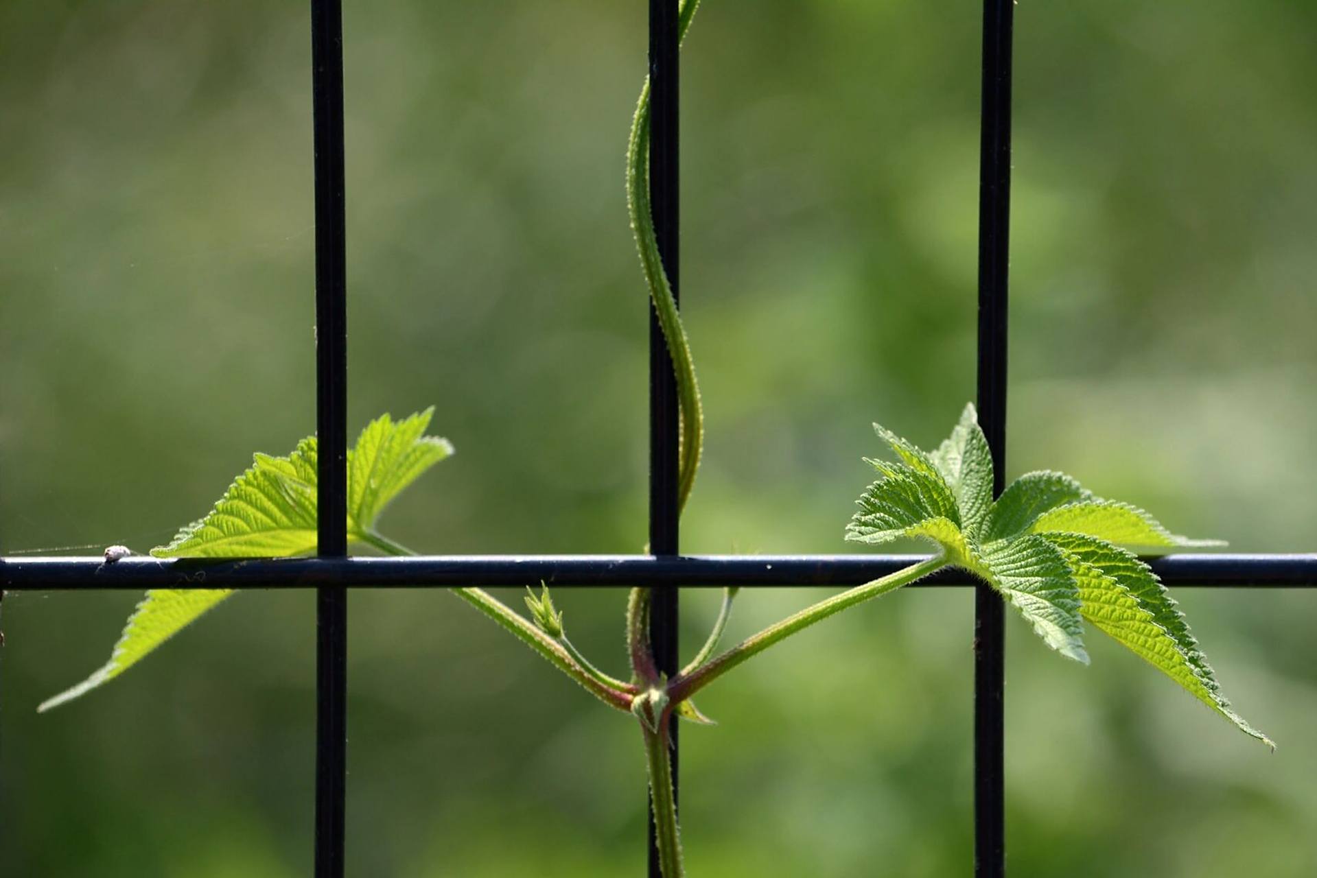 栅栏上的藤蔓 缠绕在公园栅栏上的藤蔓儿 牵牛花,葎草(拉拉秧)和罗藦