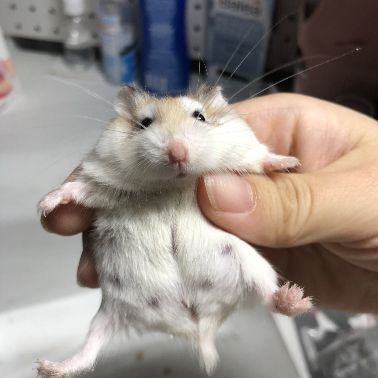 我的鼠子是怀孕了嘛05 去外面旅个游回家换笼子才发现母仓鼠肚子鼓