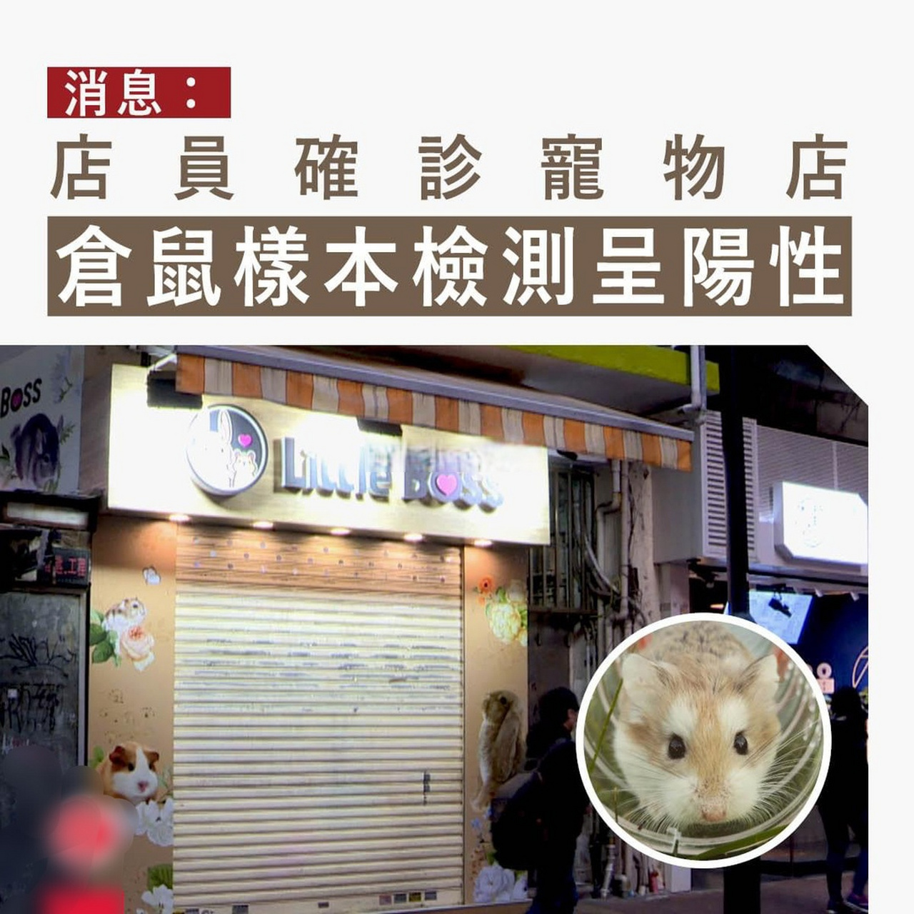 正规仓鼠宠物店图片