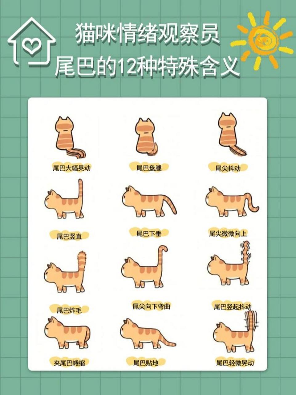 猫的尾巴的含义图图片