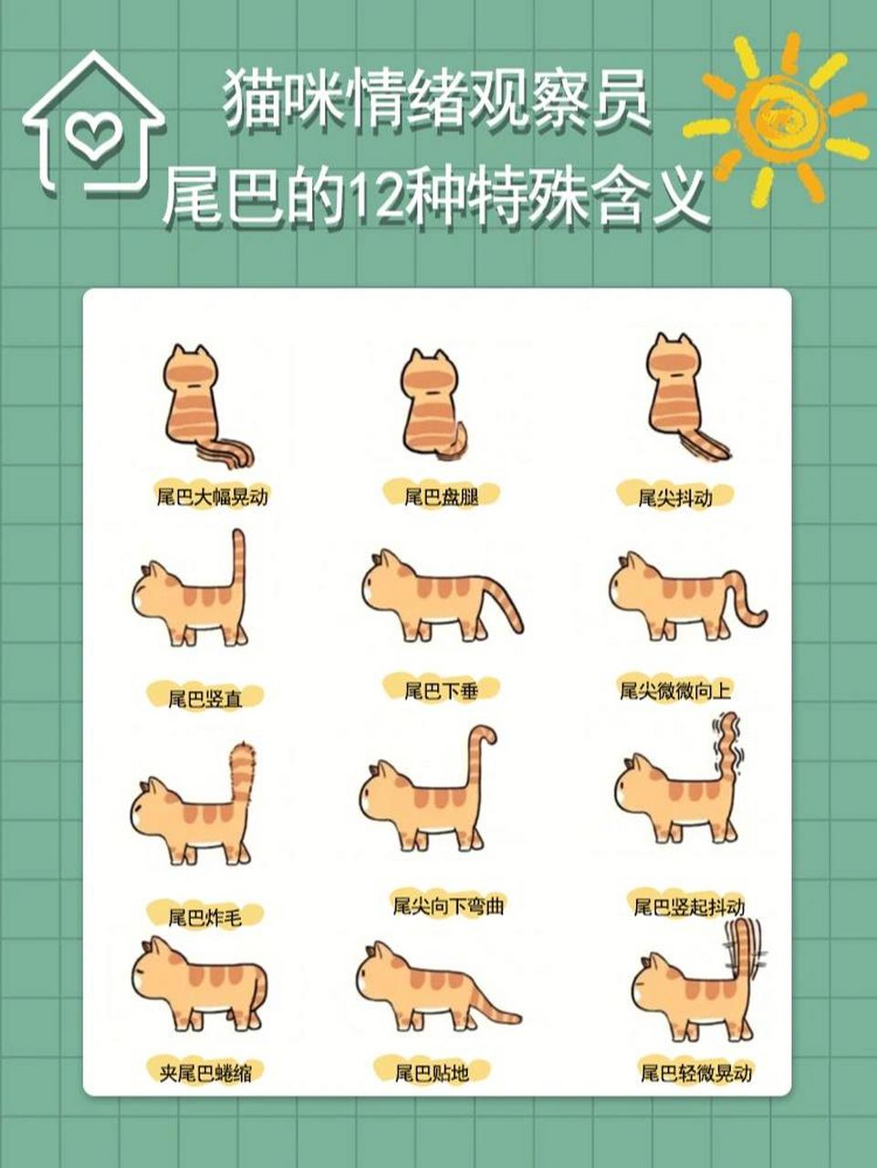猫咪摇晃尾巴有什么含义丨猫咪情绪指南 166尾巴大幅晃动 尾巴大