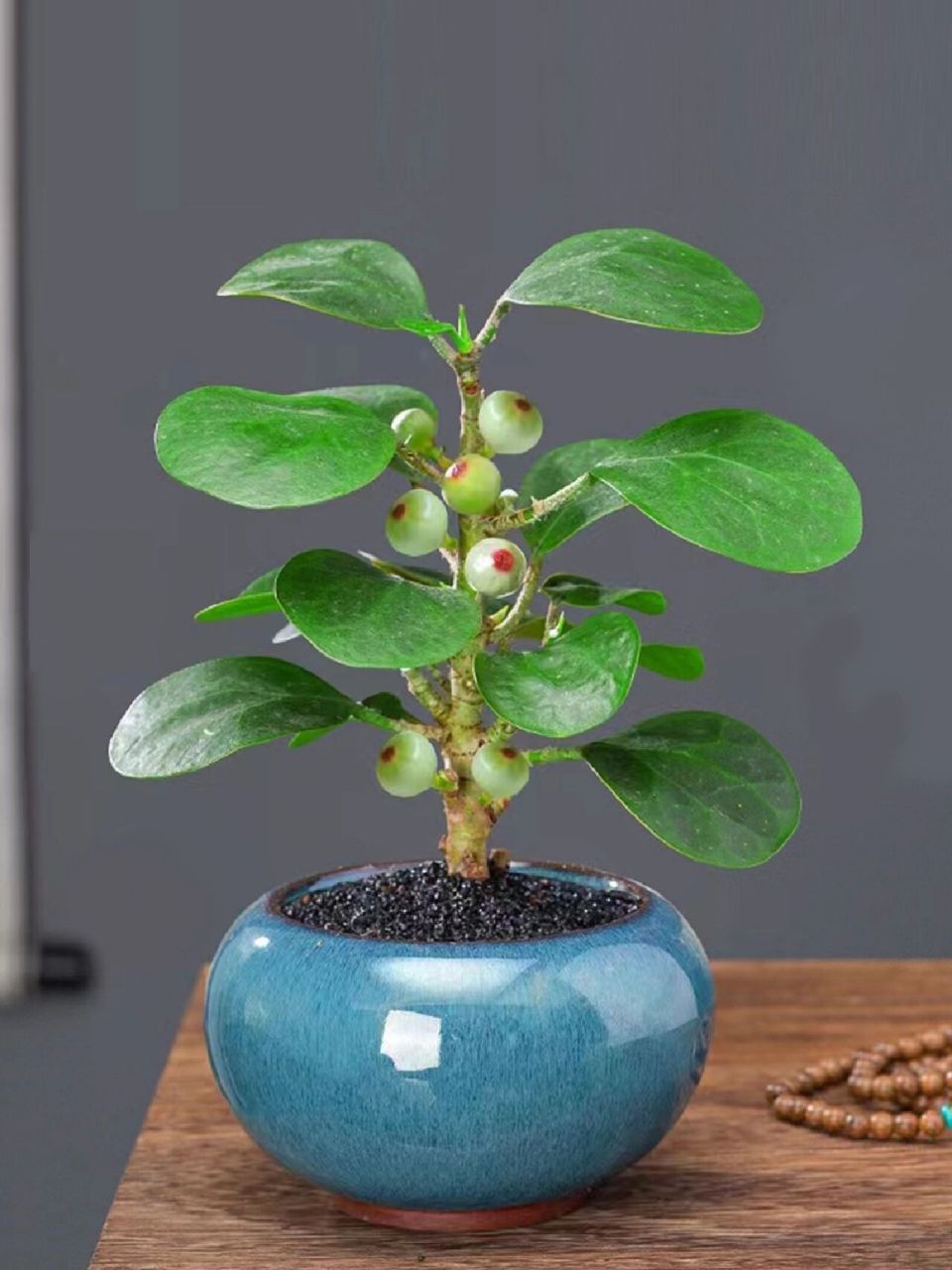 植物养护 | 文雅端庄的小盼菩提 小盼菩提又被称为" 智慧之",它寓意