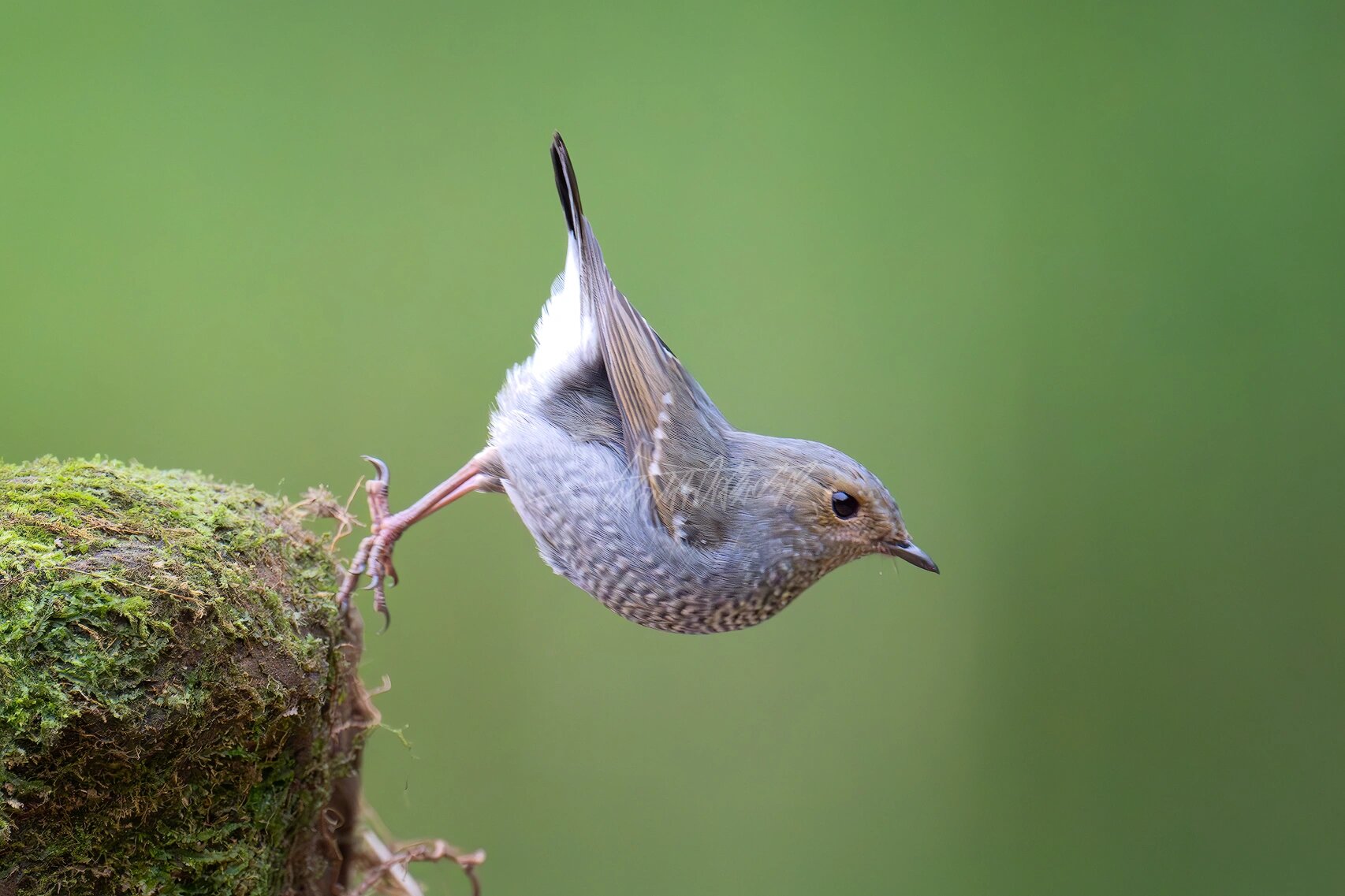 继续数毛党的快乐-红尾水鸲,白顶溪鸲 图1239为红尾水鸲公鸟,图6为母