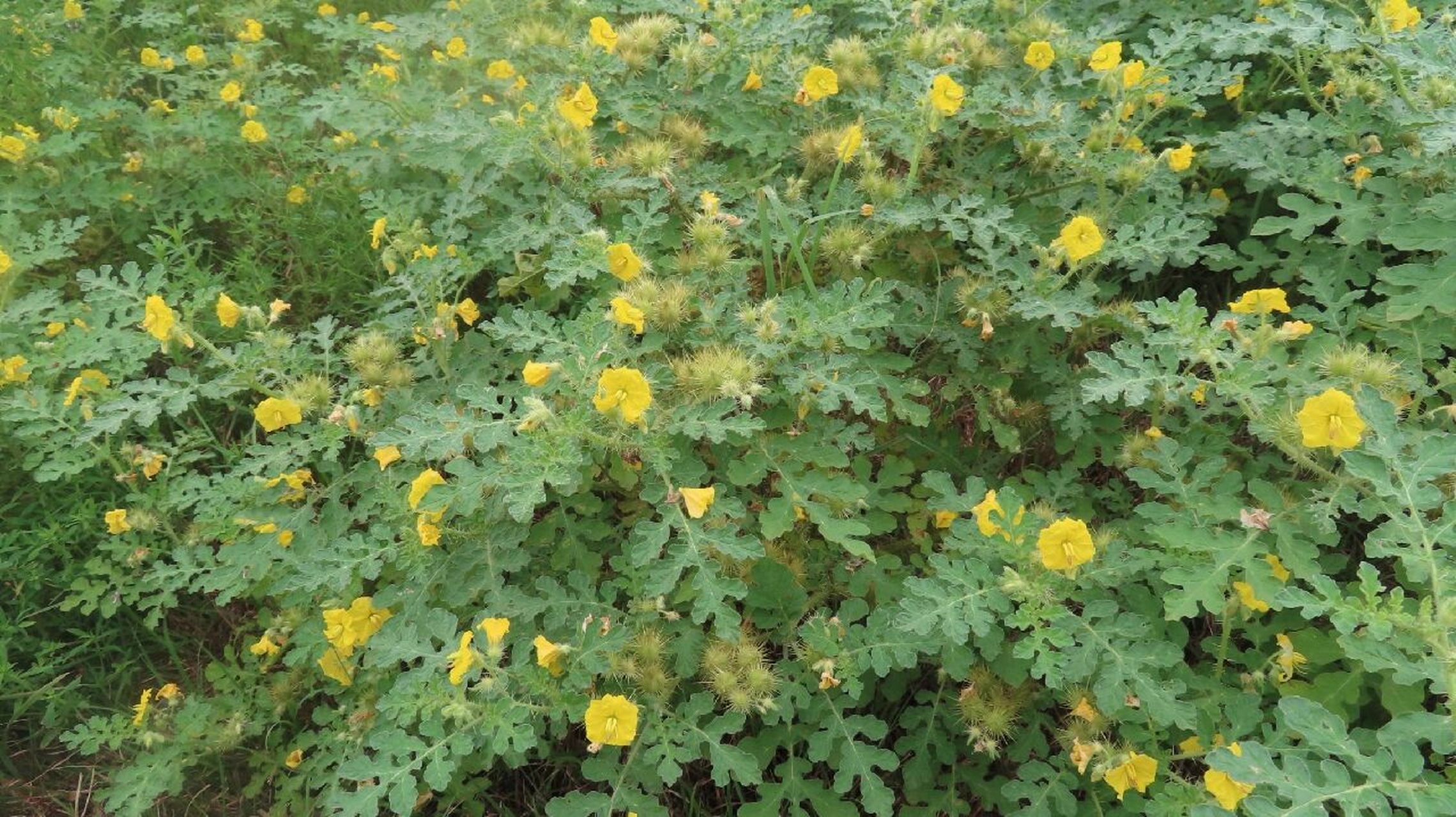 黄花刺茄的功效与作用图片