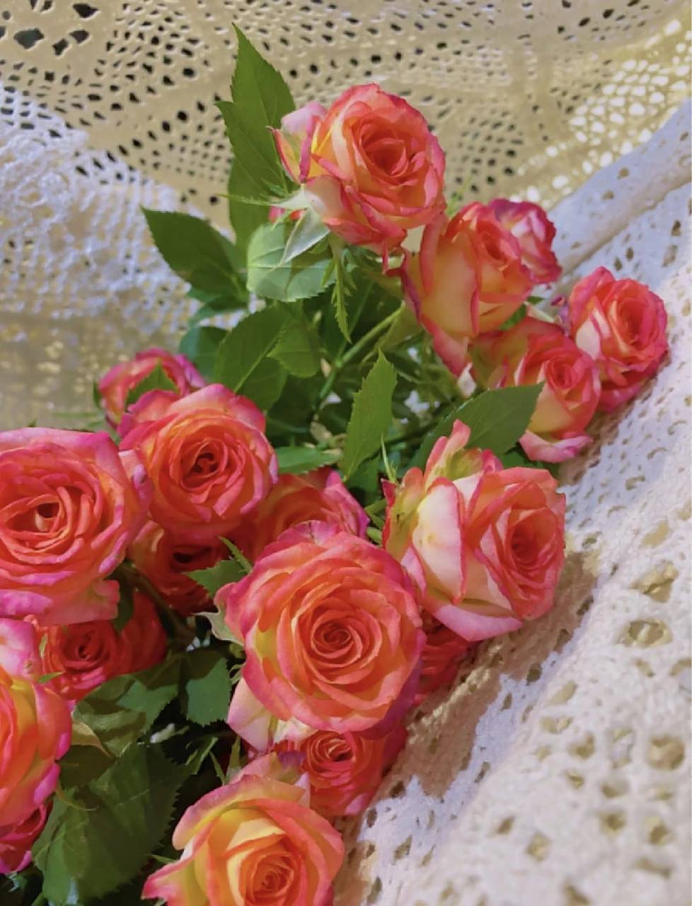 每日识花‖爱丽丝多头玫瑰 复古的多头玫瑰爱丽丝,有着特色的红黄相间