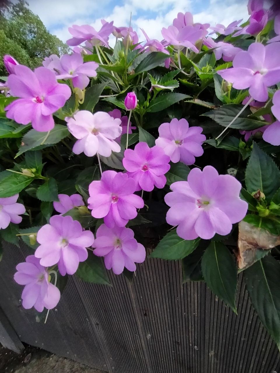 苏丹凤仙花 今天拍了一组娇嫩可爱的花,苏丹凤仙花,花语就是娇嫩可爱.