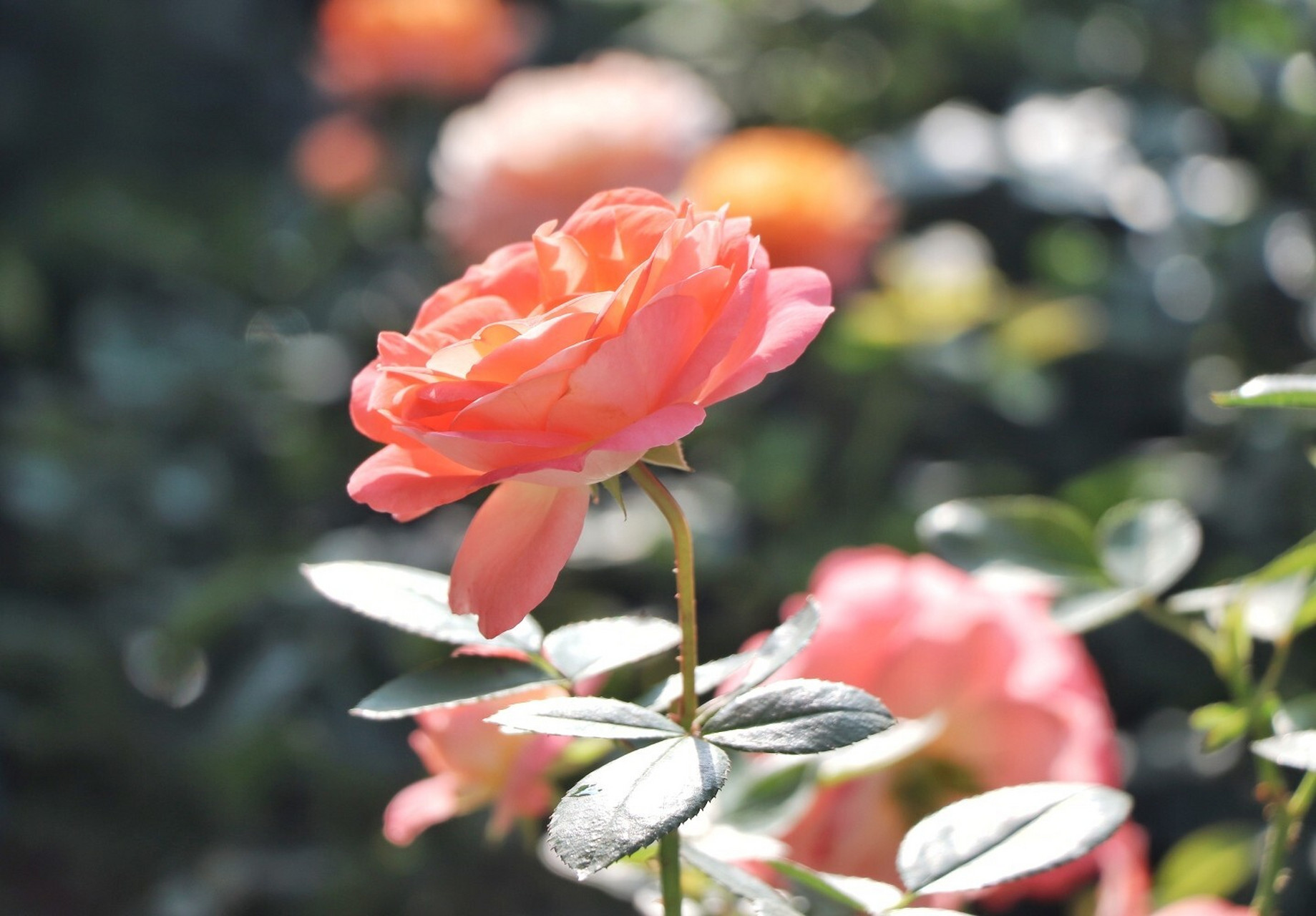 花园里的点睛之笔—诺娃阳台 今天给大家介绍一款阳台月季—诺娃,也叫