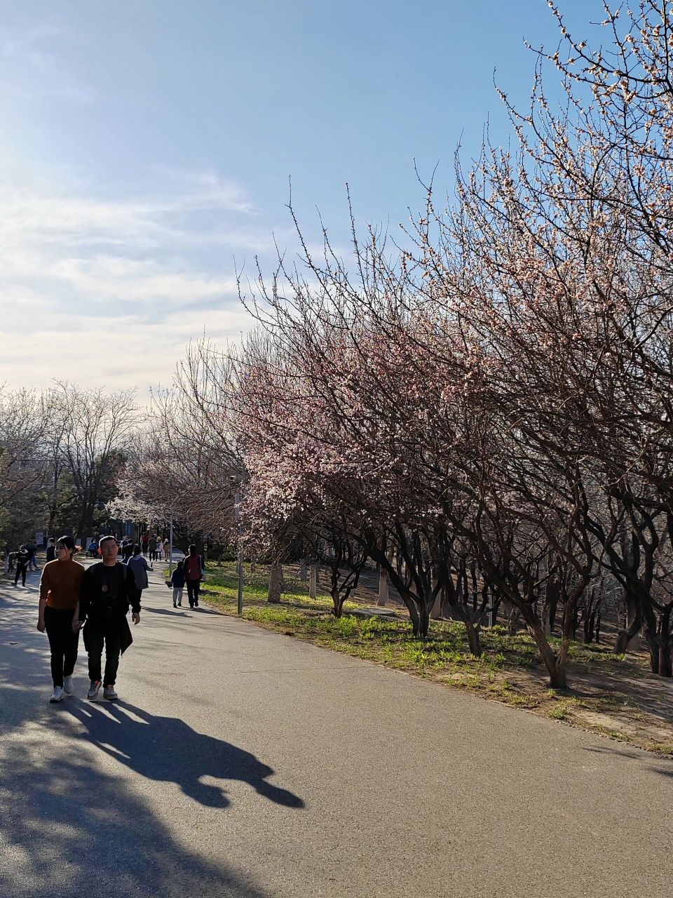 杏树几月开花图片