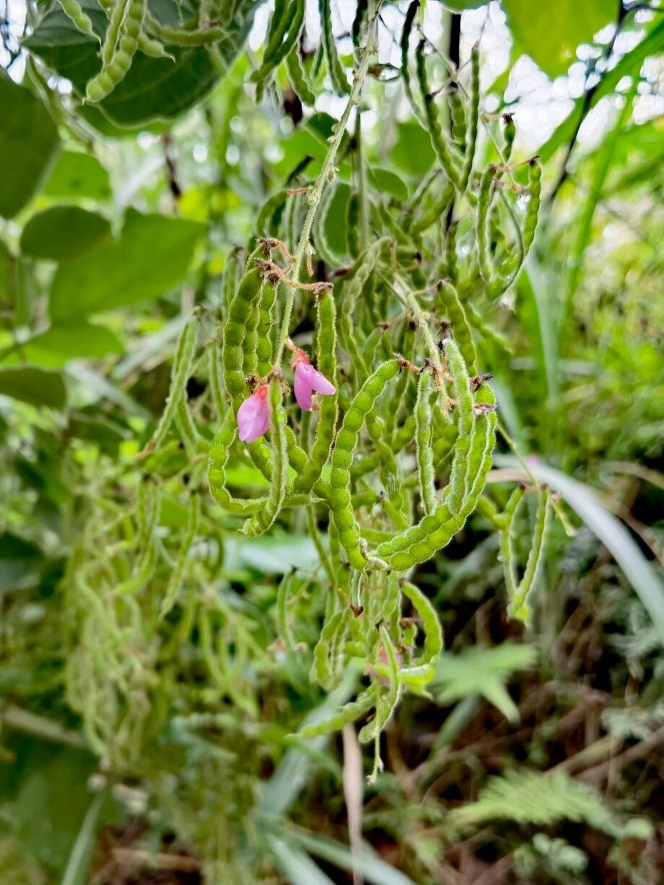 沾住衣裤就拔不掉,难怪它属山蚂蝗 瓦子草,豆科,瓦子草属,别称长波