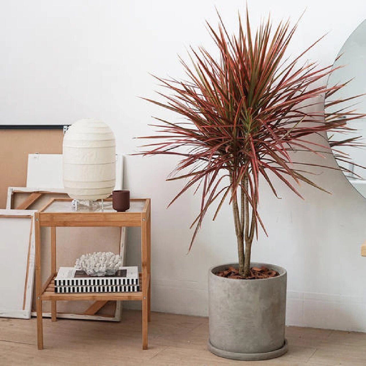 千年木 千年木(拉丁学名:dracaena marginata)龙舌兰科龙血树属植物.