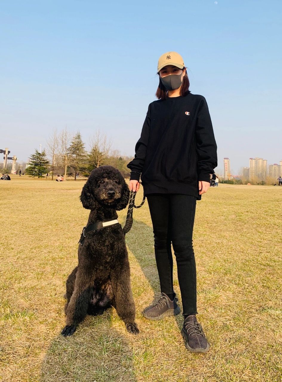 我的巨型贵宾犬叫十一,特别听话,总有人以为是大泰迪,其实是巨型贵宾