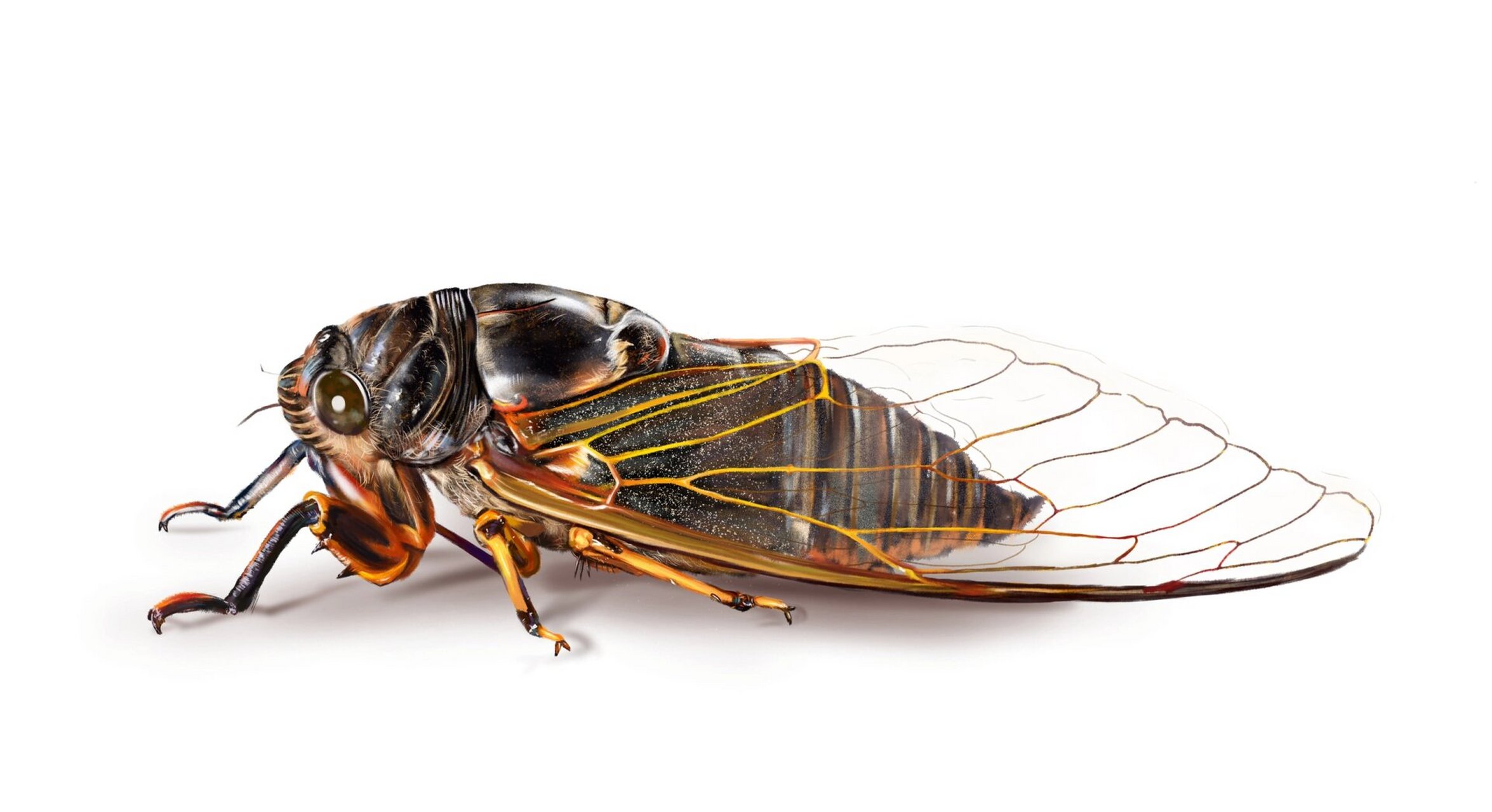 绘画素材1000更—蝉组图