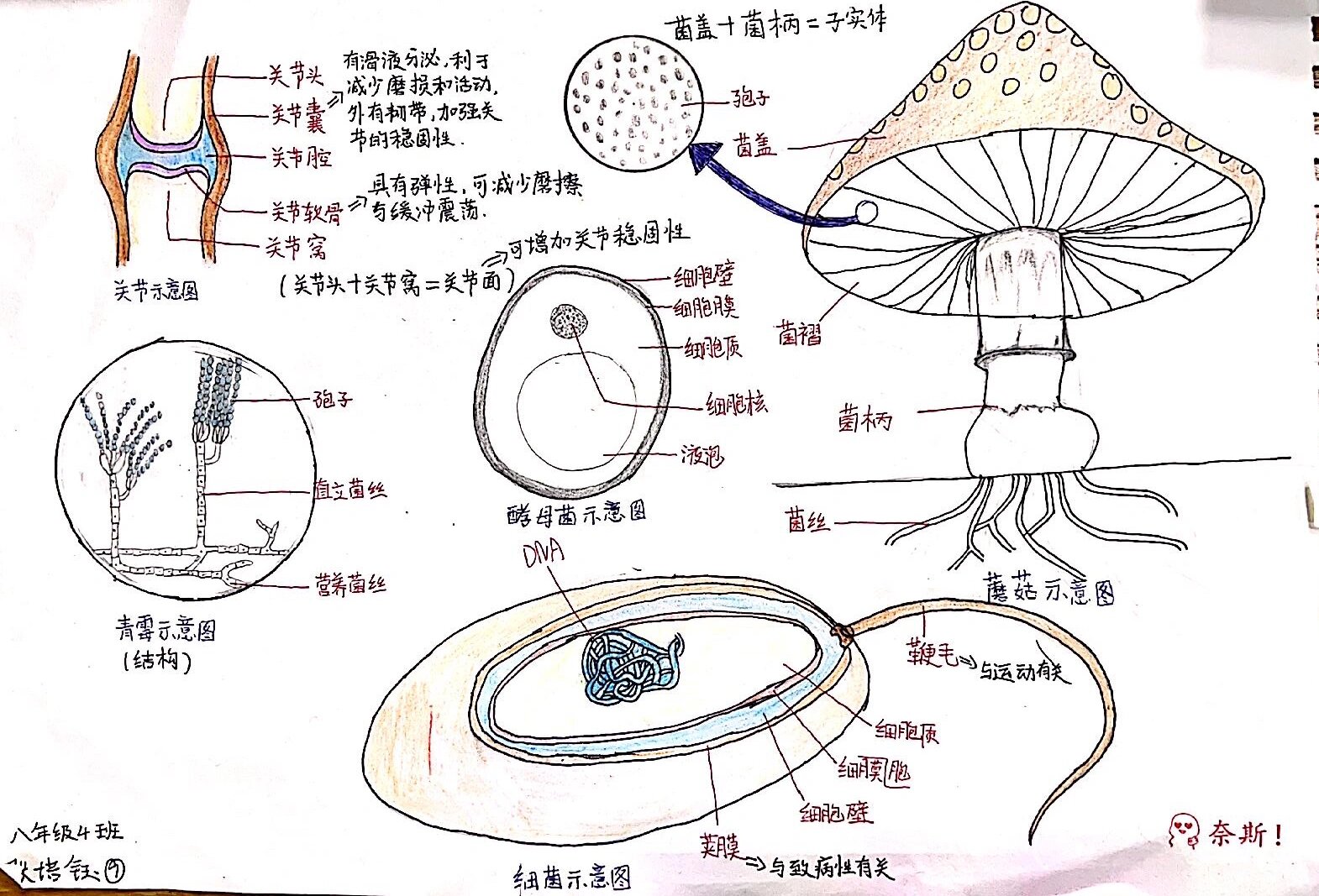 真菌平面图图片