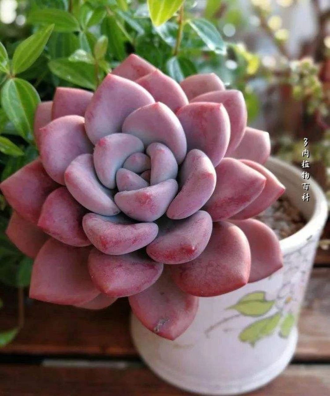 10 奥普琳娜又称奥胖子 喜欢它蓝中带粉 粉中透紫的状态 叶片胖嘟嘟