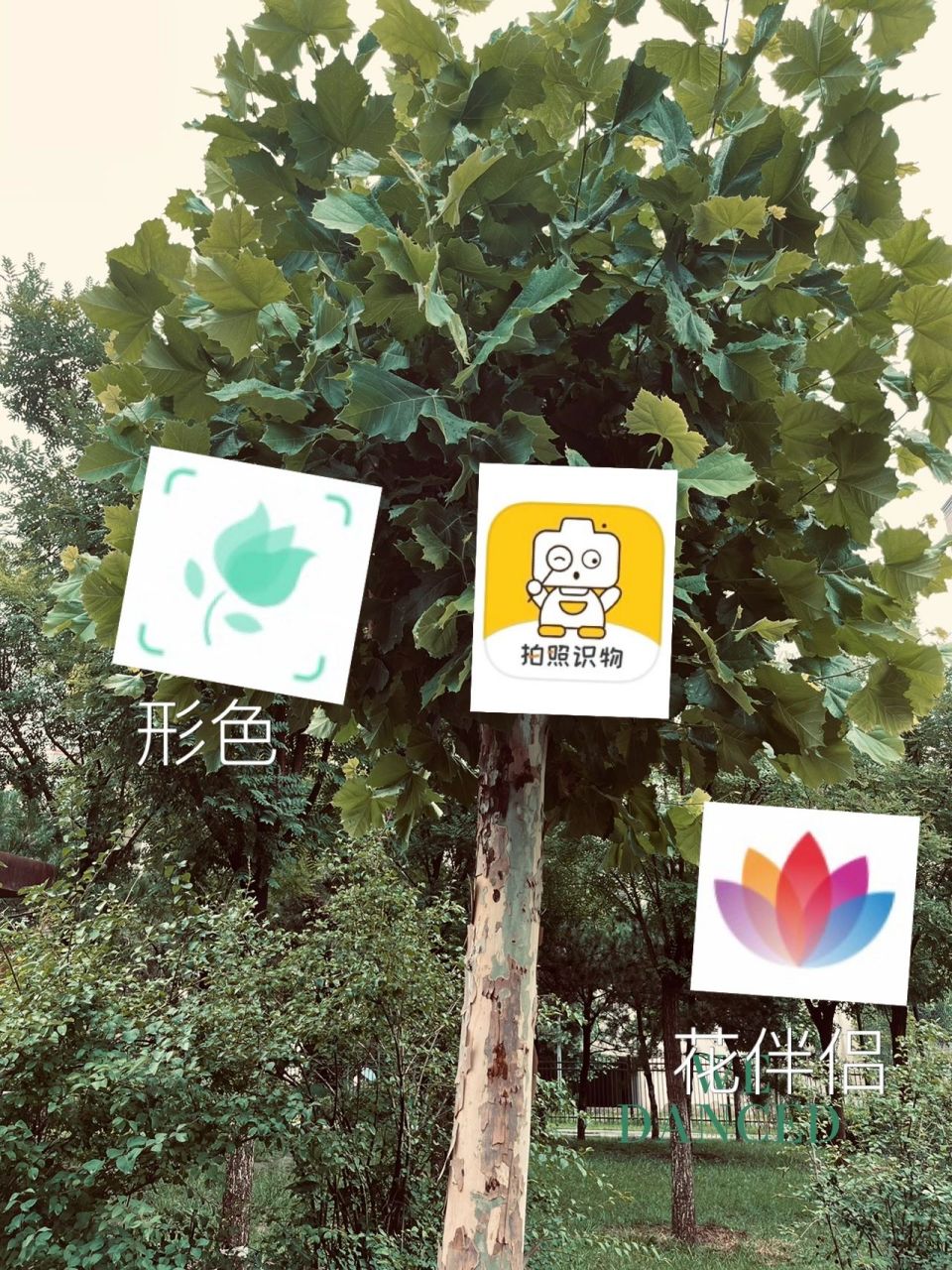 推薦幾款好用拍照識物app 1,形色 識別各種花草樹木,這個app的特點