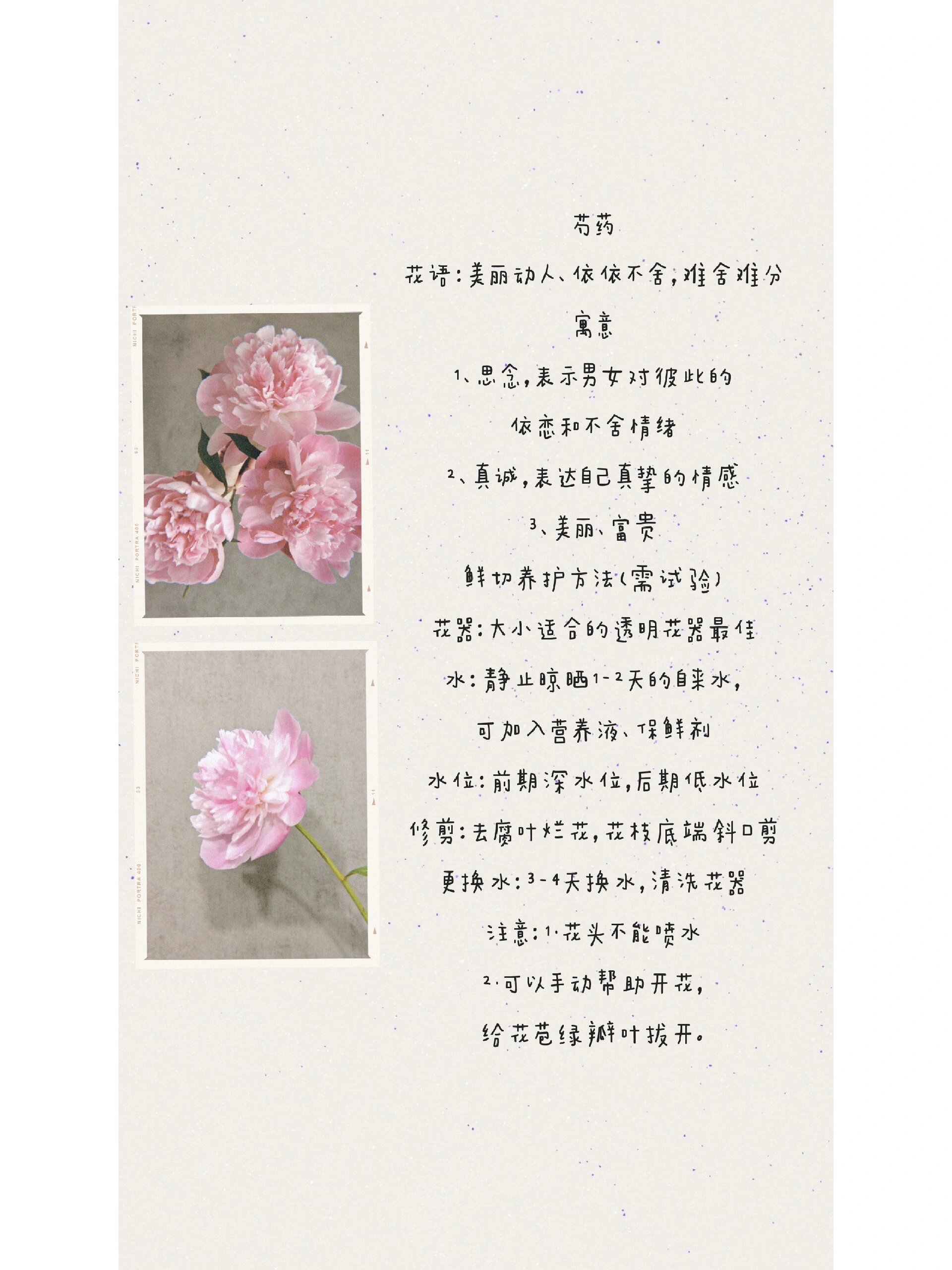 每天认识一种花——芍药