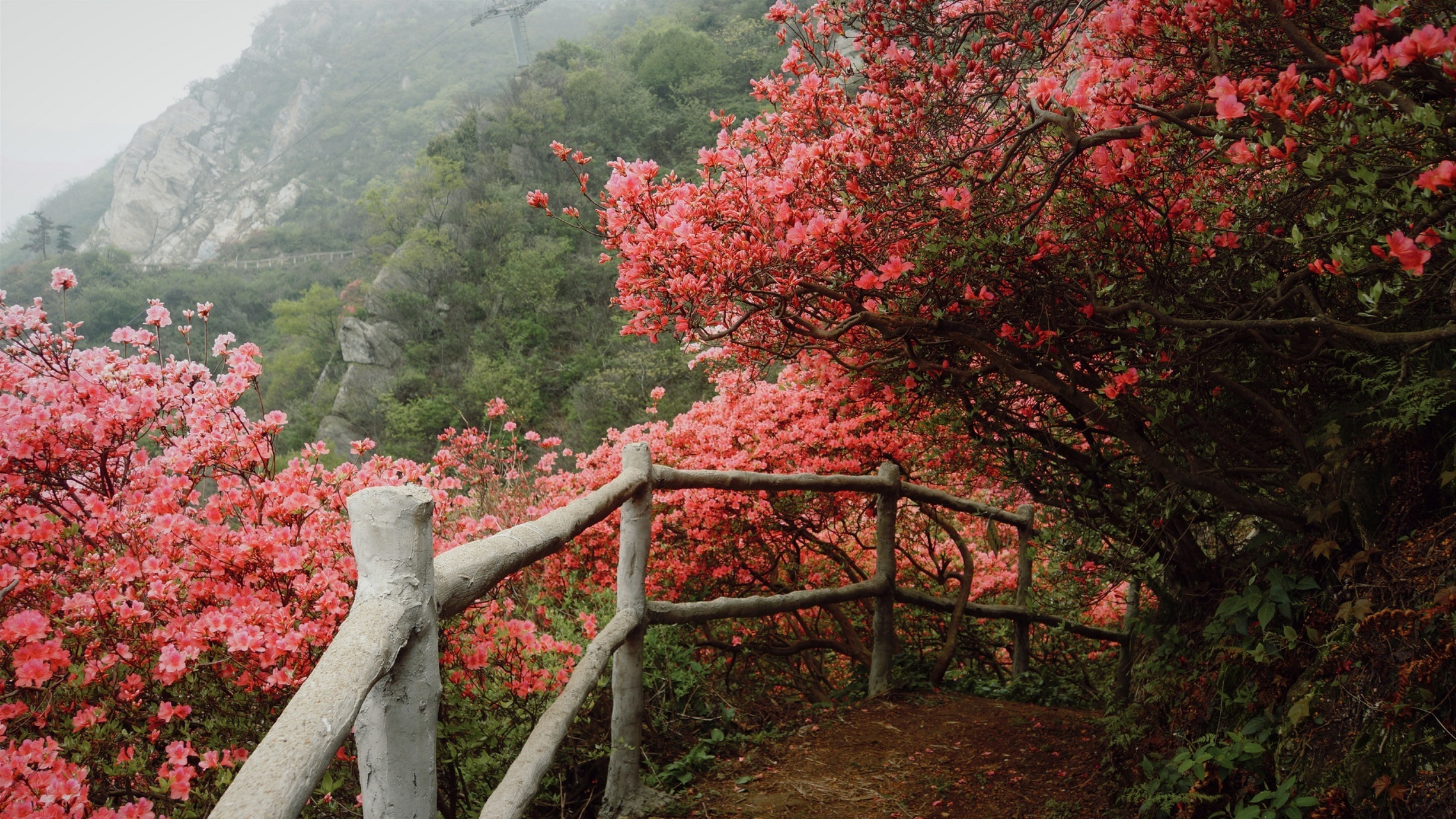 云雾山杜鹃  #知音湖北遇见花开# #知音湖北遇见无处不在#(via树澜