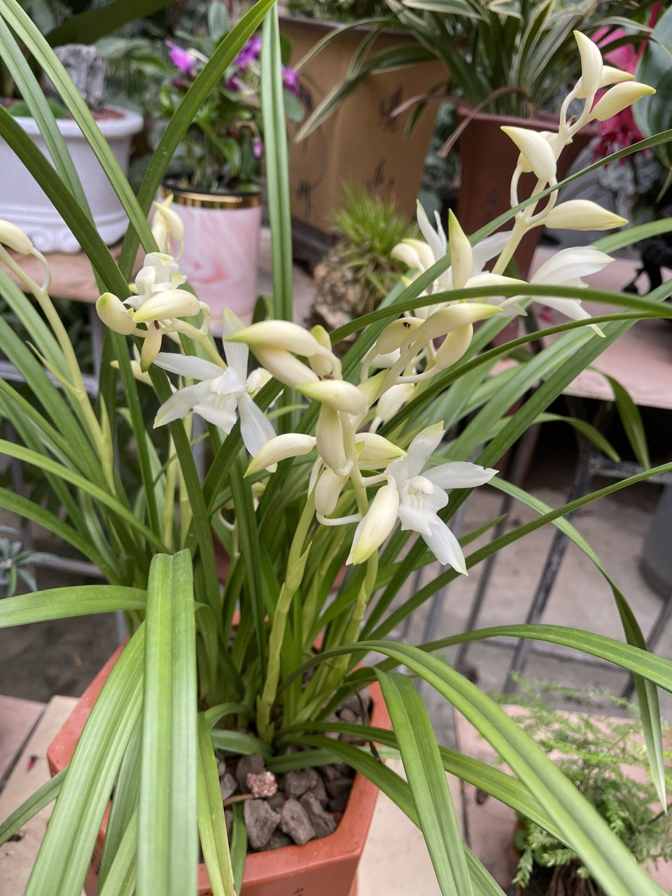 江湖白花三剑客之无尘(白花建兰) 建兰(学名:cymbidium ensifolium (l