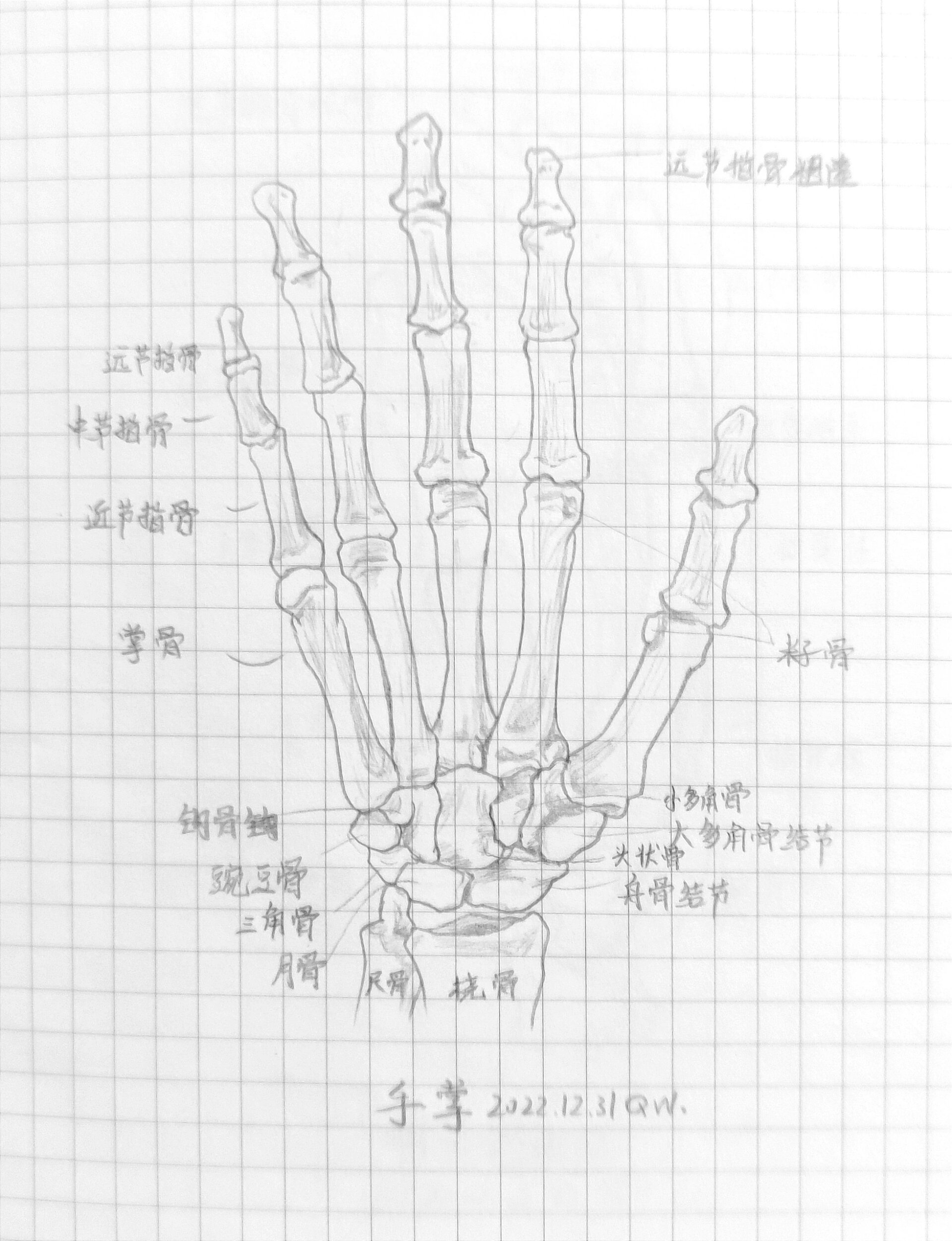 尺骨桡骨解剖图手绘图图片