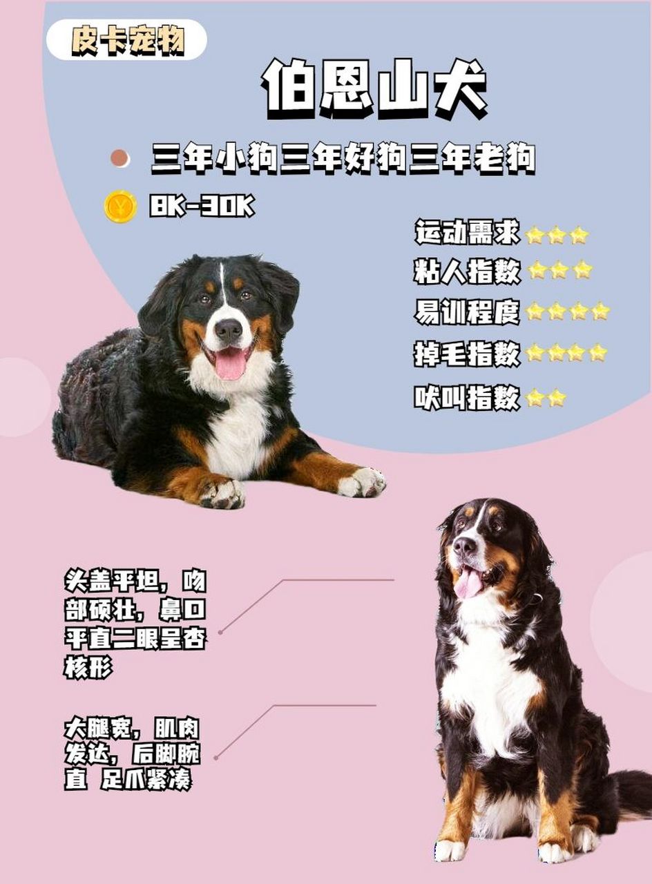 伯恩山犬体重图片