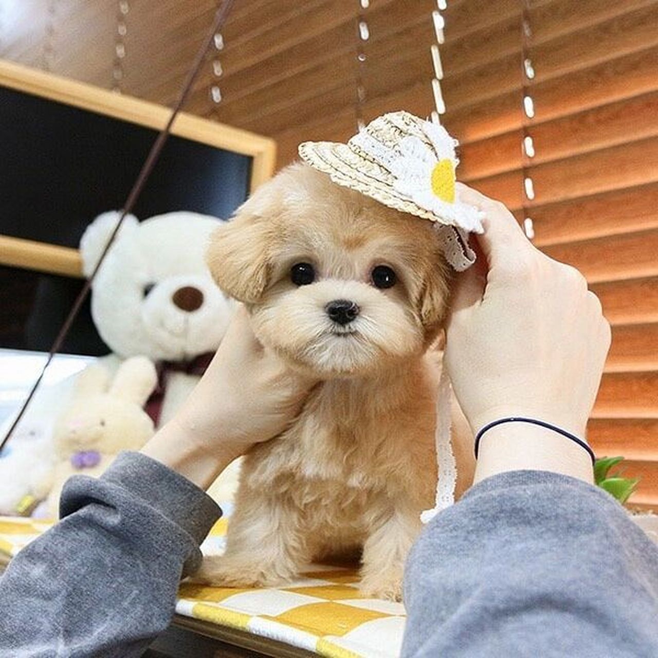 2022年最火狗狗 韩系马尔泰宝宝 女生的最爱 今年最97的98狗 先