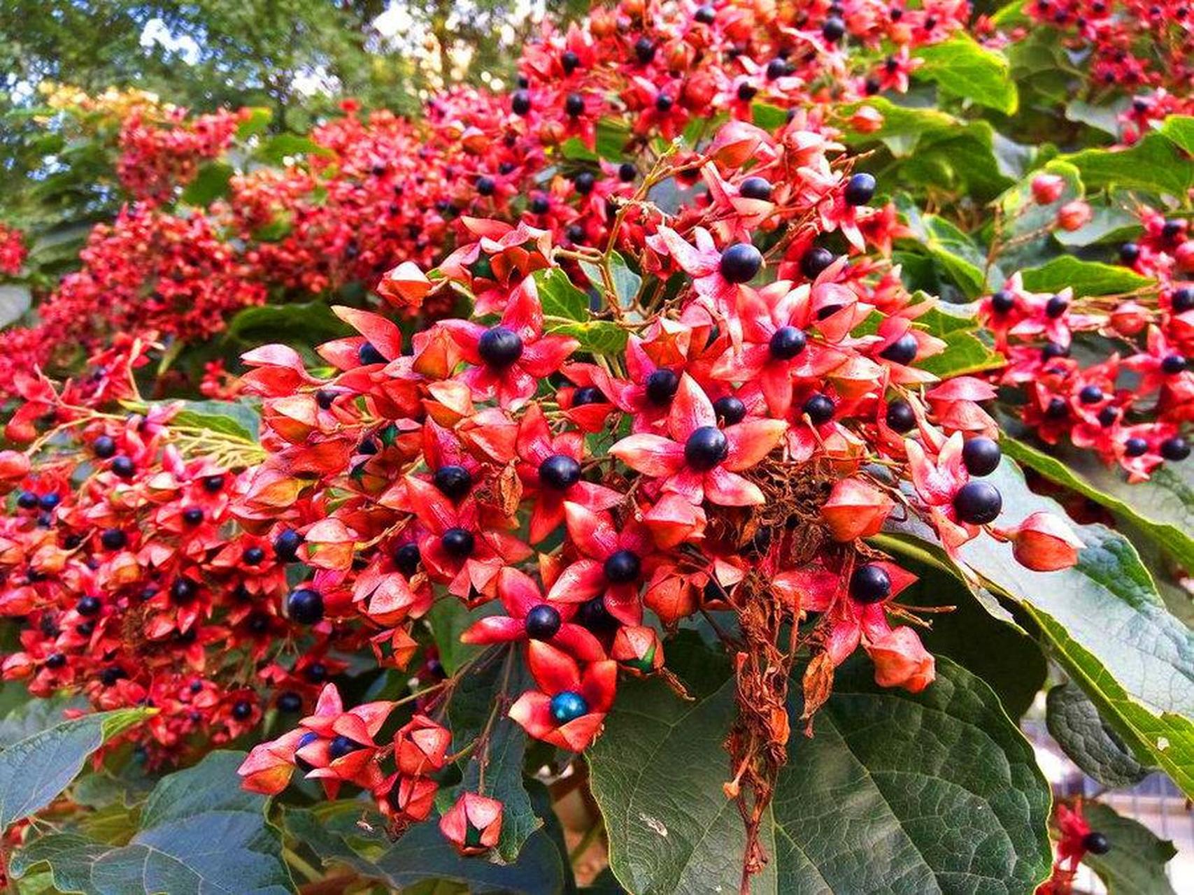 海州常山,这个在我国园林绿化中并不多见的名字,却在欧洲的园林中拥有