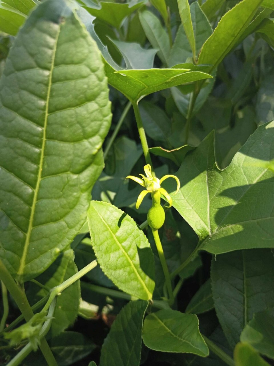 植物小科普～栝(guā)楼(lóu) 别 名:天瓜,天花粉,括楼,瓜楼,瓜蒌,药