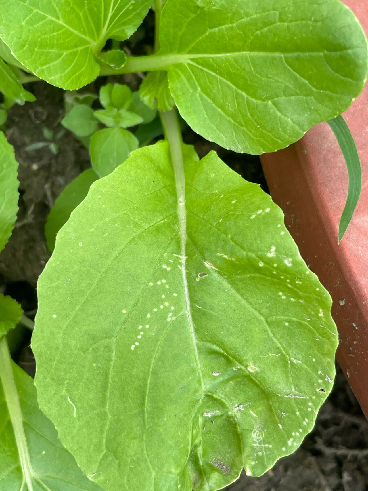 求助!种的青菜叶子上有白点还能吃吗